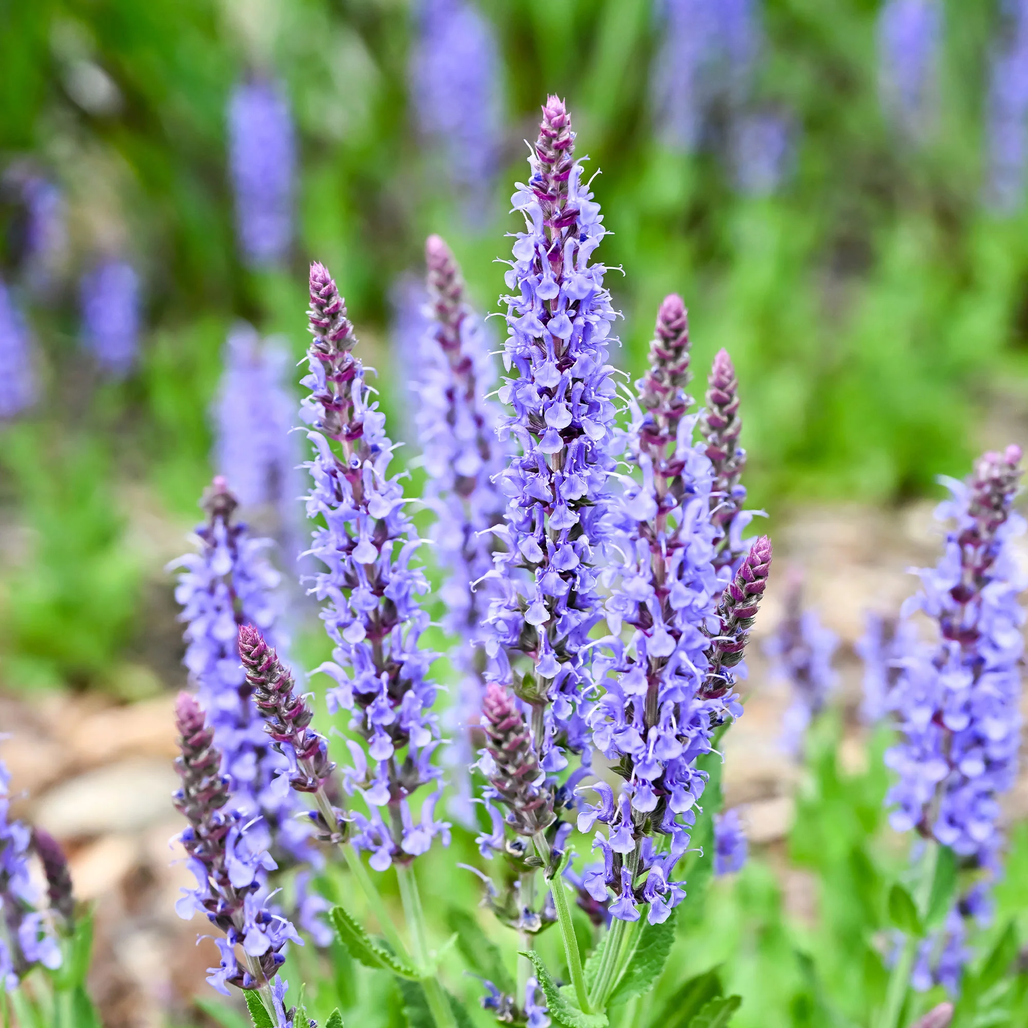 Sauge des bois Blauhügel - Image 3