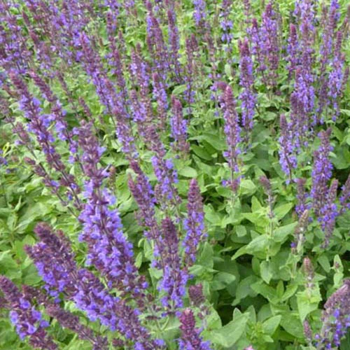Sauge des bois Blaukonigin - Image 2