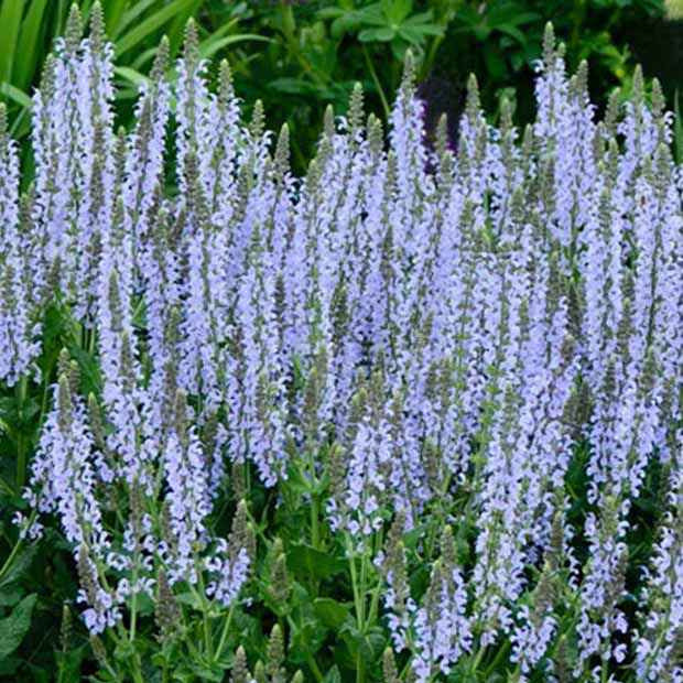 Sauge des bois Crystal Blue