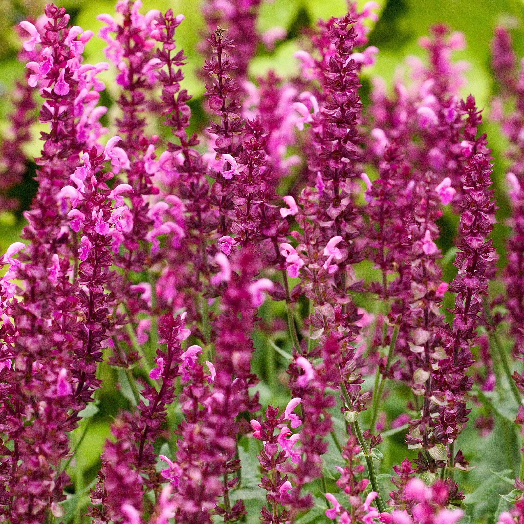 3 Sauges des bois Friesland Pink - Image 2