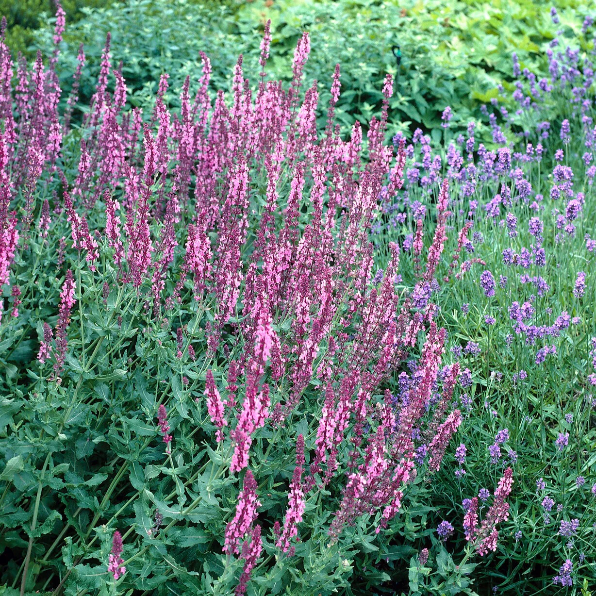Sauge des bois Rose Queen
