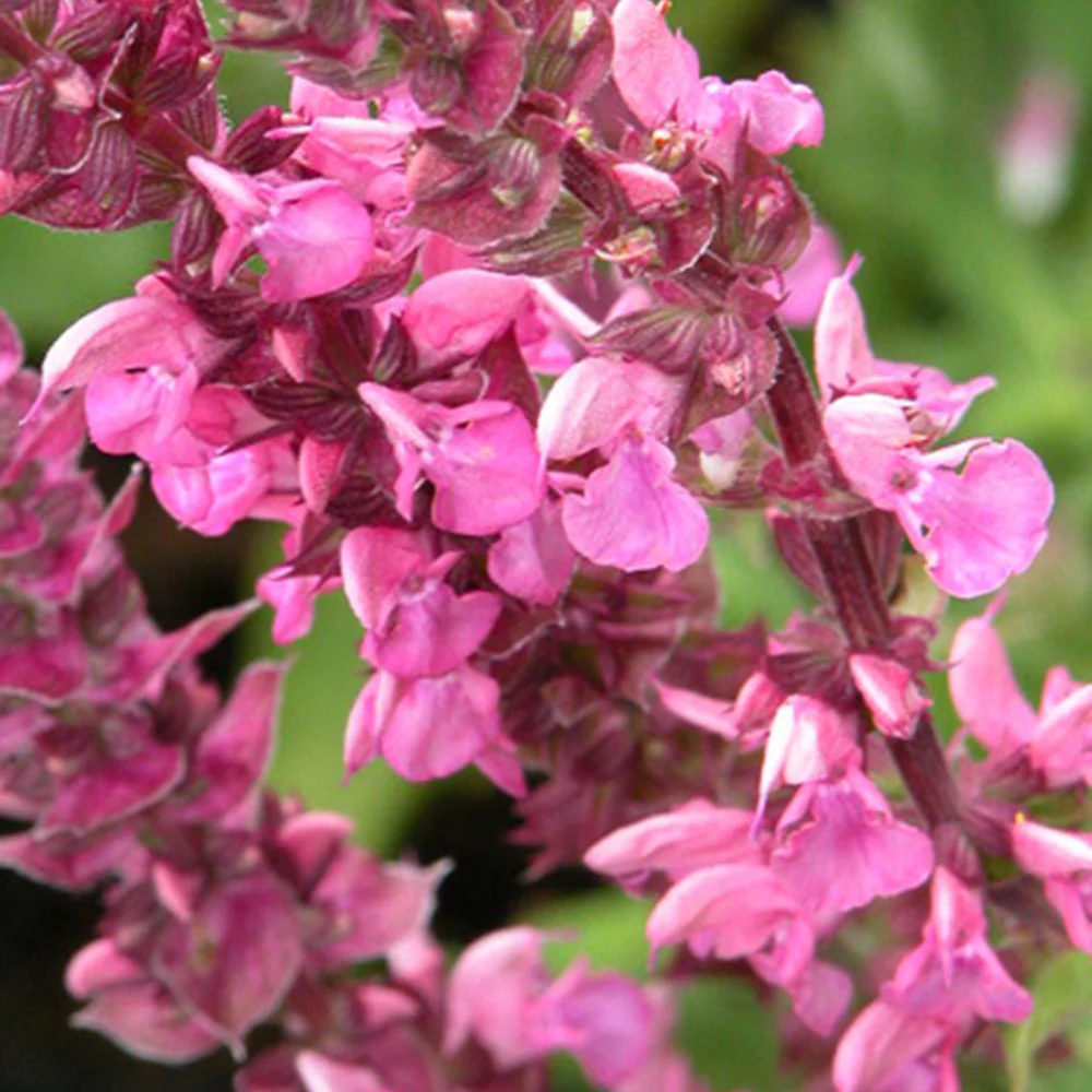 Sauge des bois Rose Queen - Image 3