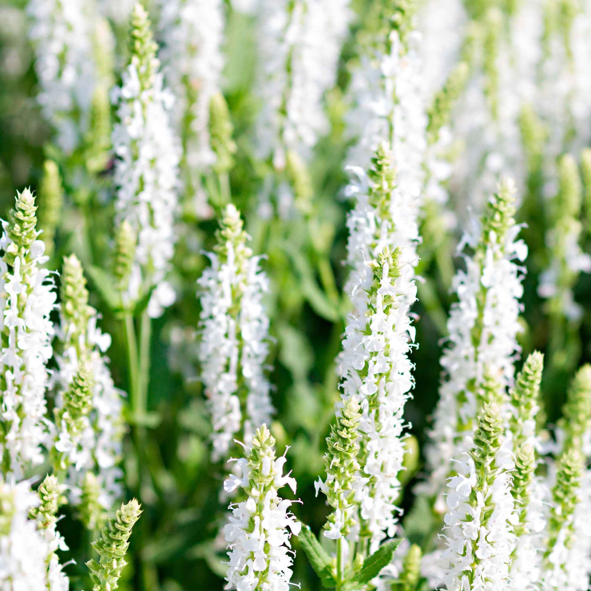 Sauge des bois Salvia 'Schneehügel'
