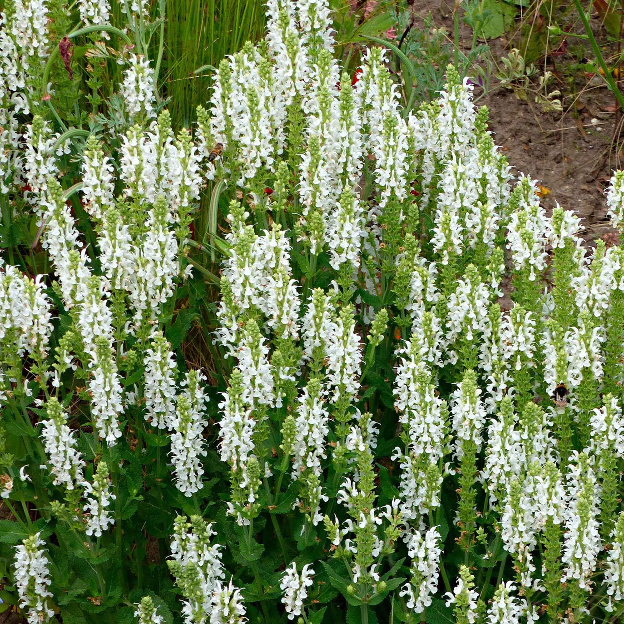 Sauge des bois Salvia 'Schneehügel' - Image 2