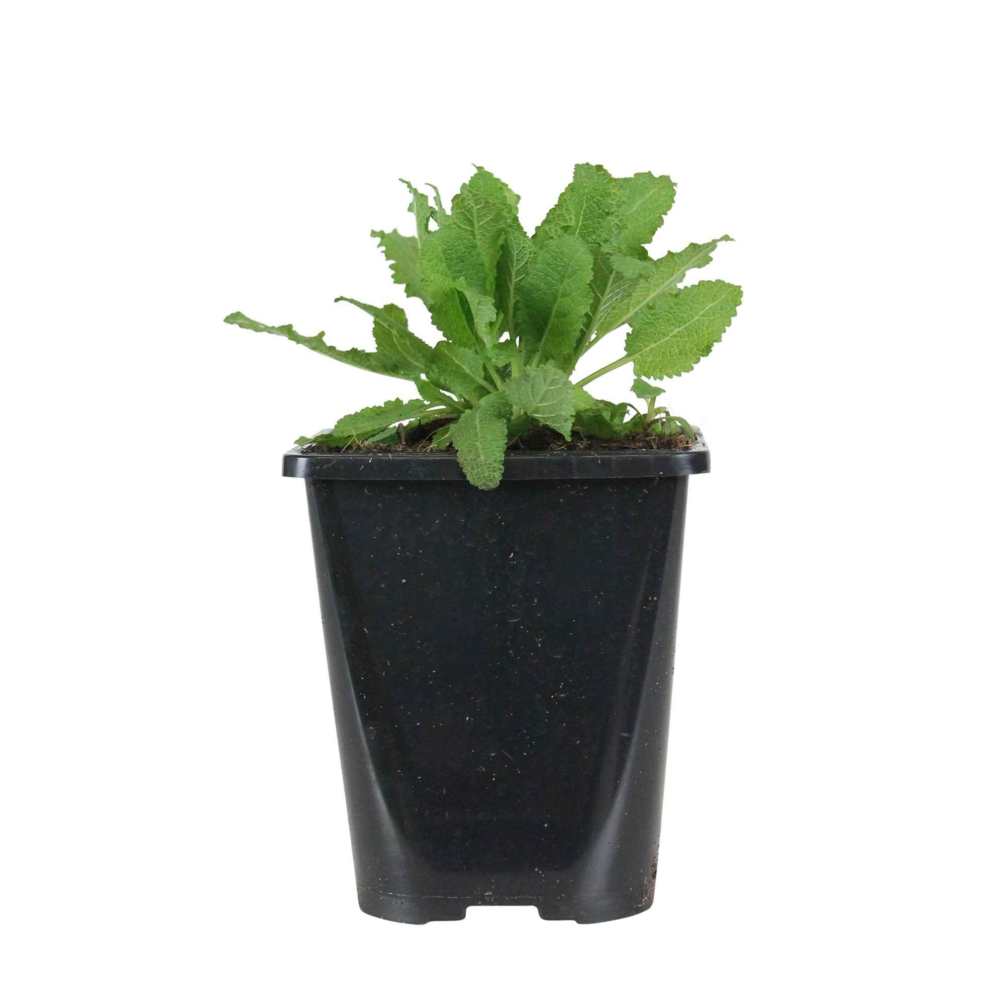 Sauge des bois Salvia 'Schneehügel' - Image 3