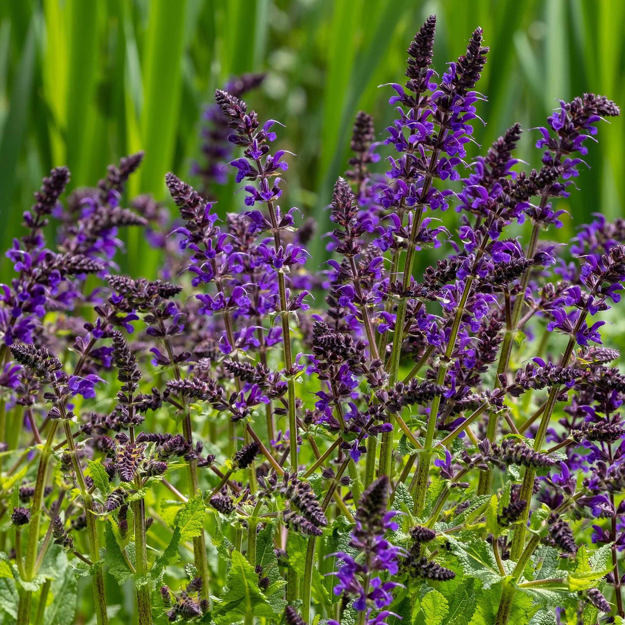 Sauge des bois Viola Klose - Image 2