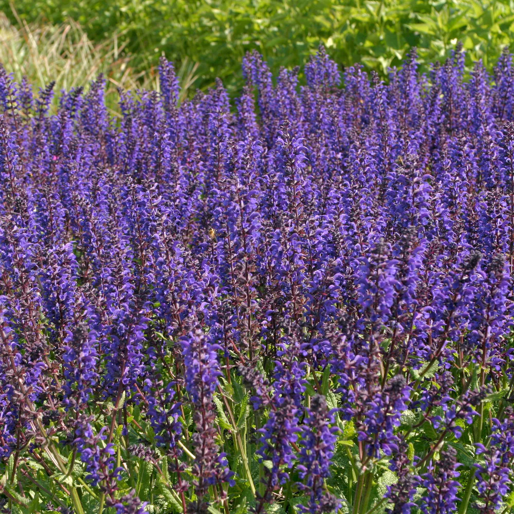 Sauge des bois Viola Klose - Image 3