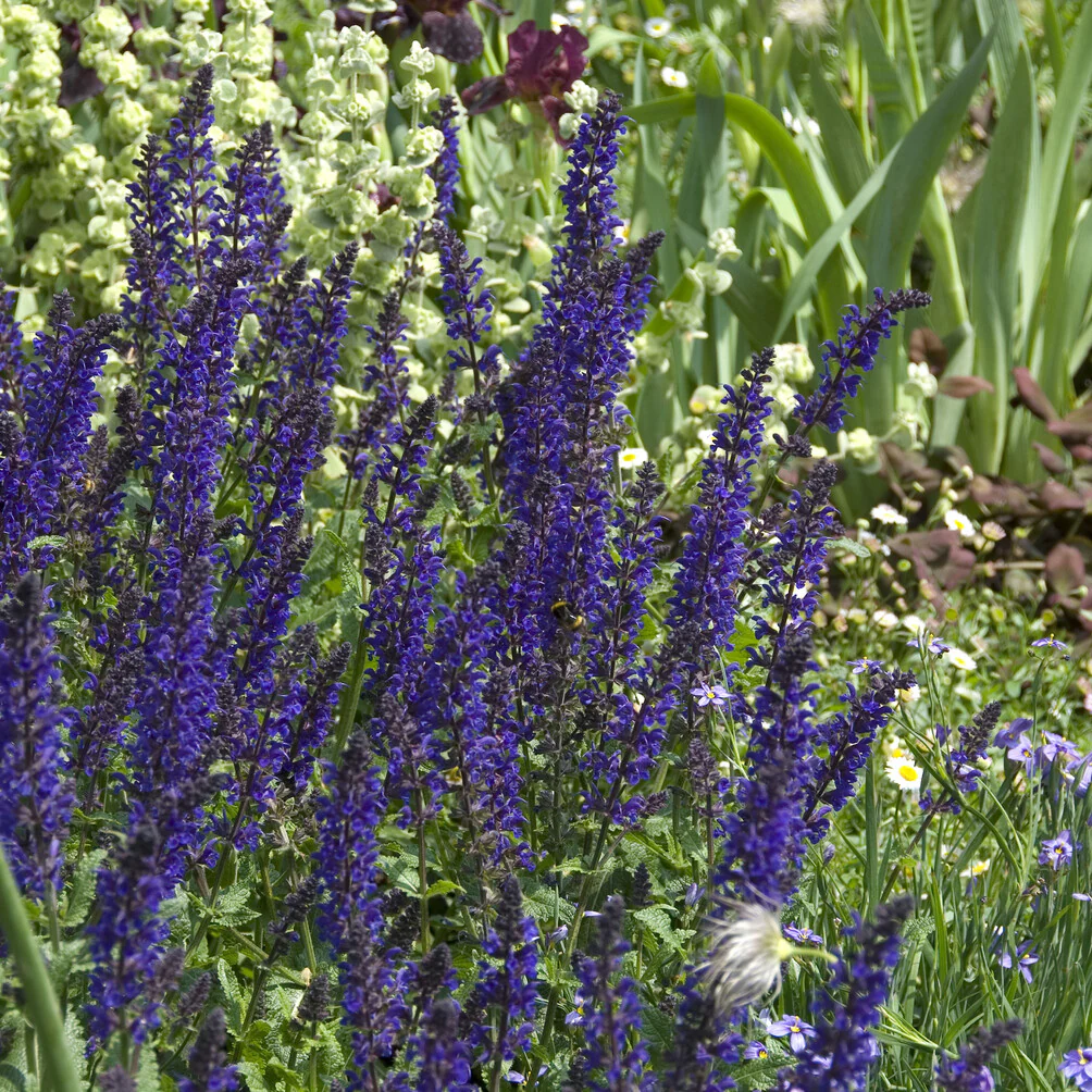 Sauge des bois Viola Klose - Image 4