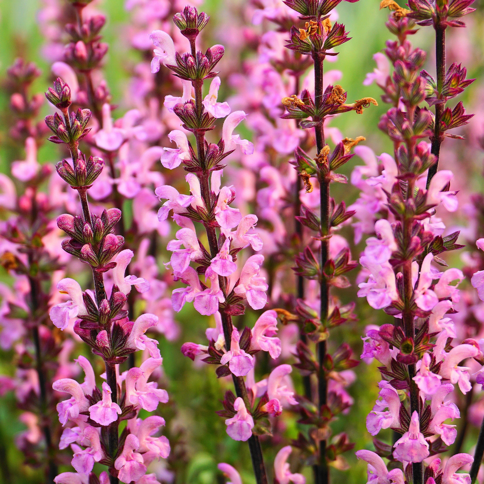 Sauge des prés Rose Rhapsody