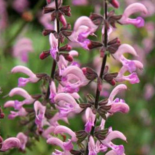 Sauge des prés Rose Rhapsody - Image 3