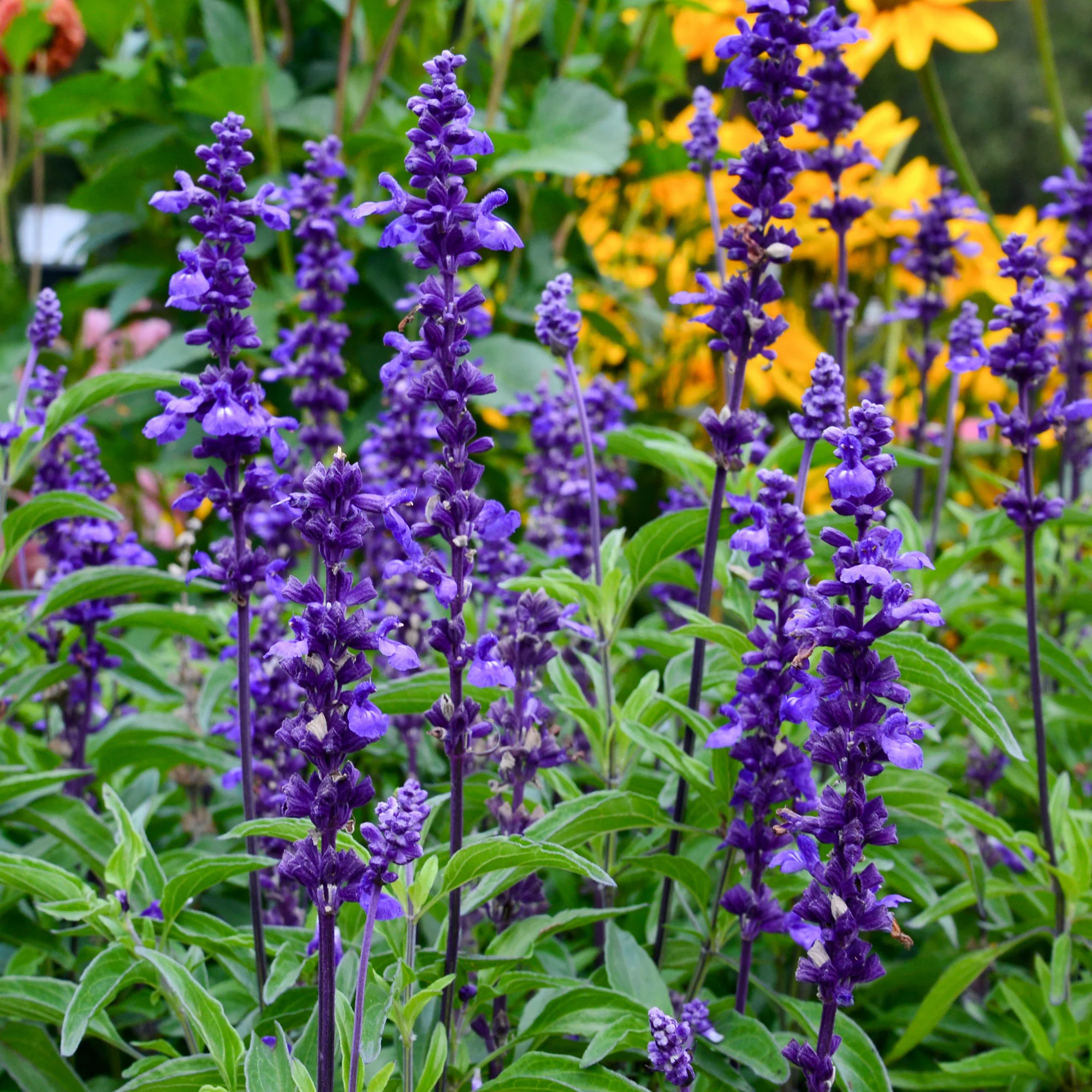 Sauge farineuse Blue Plus