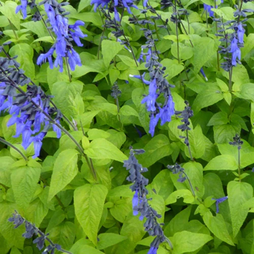 Sauge guarani Black and Blue