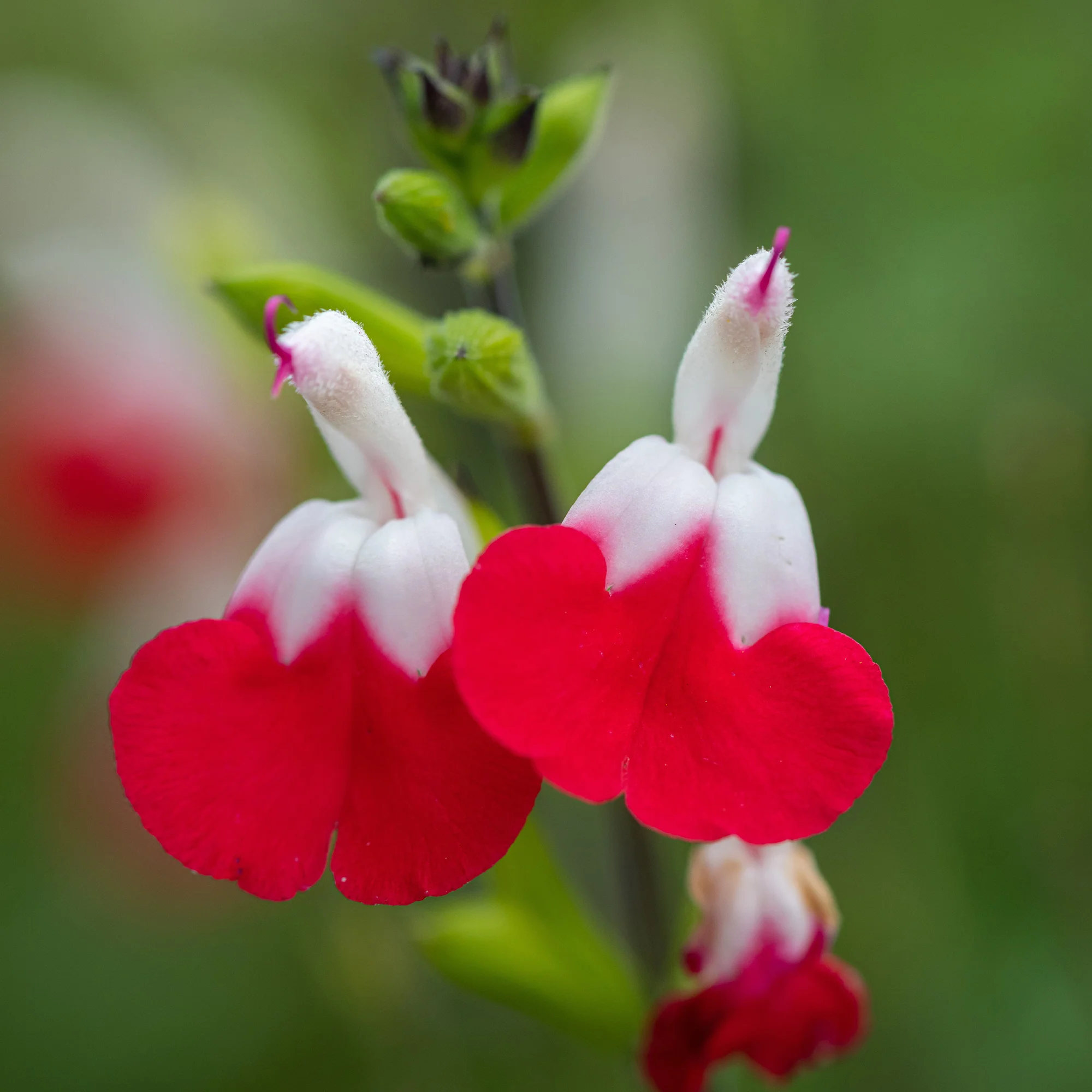 Sauge Hotlips - Image 2