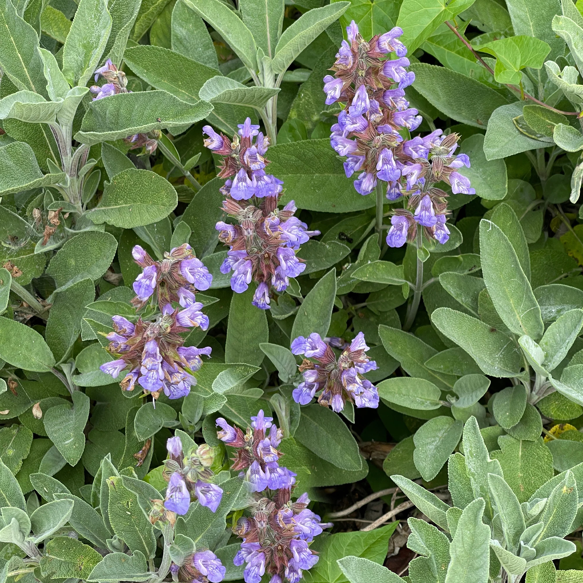 Sauge officinale