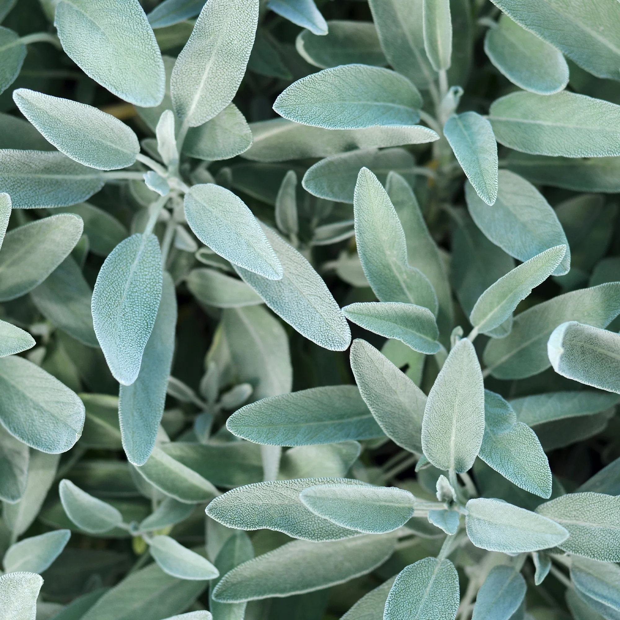 Sauge officinale - Image 2