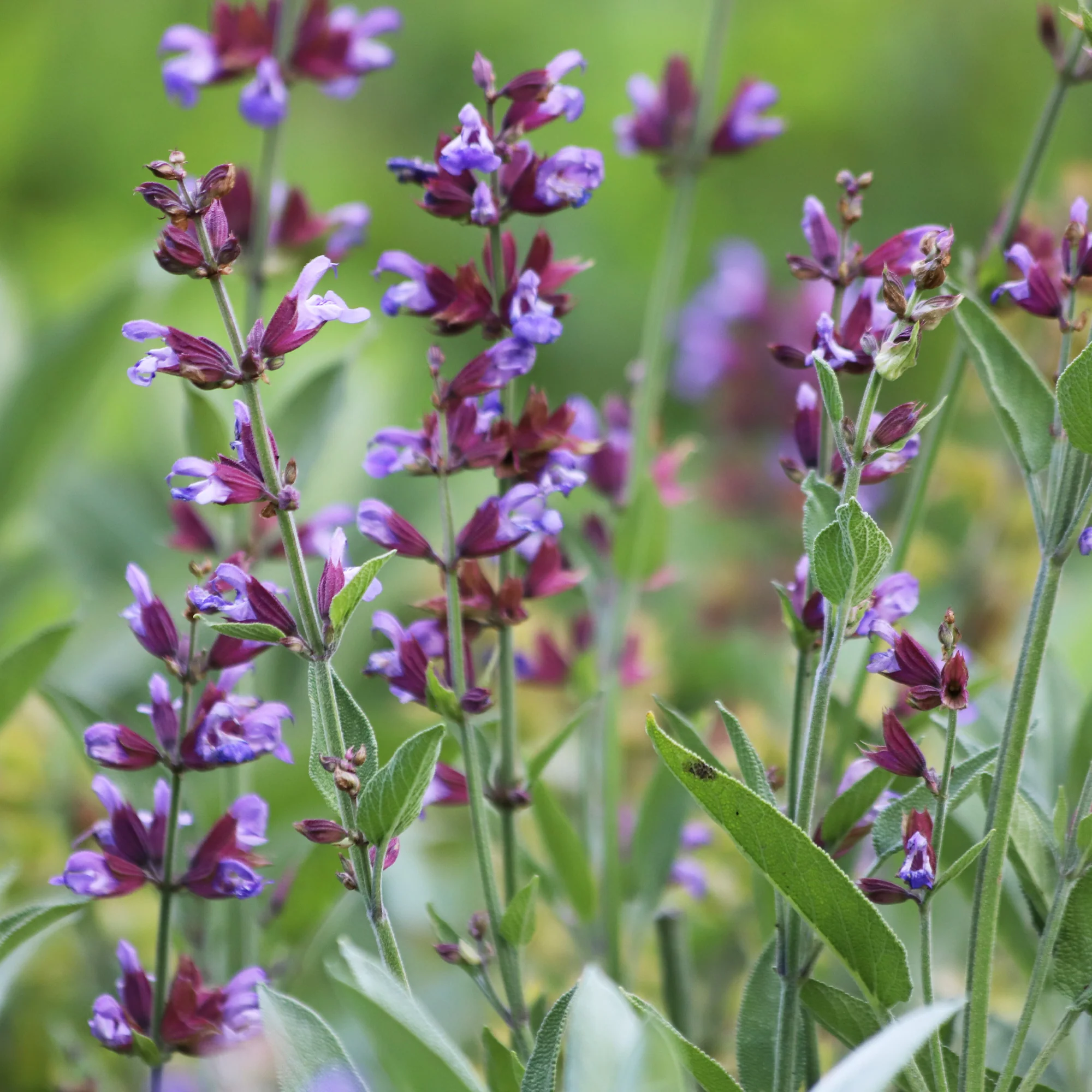 Sauge officinale - Image 3