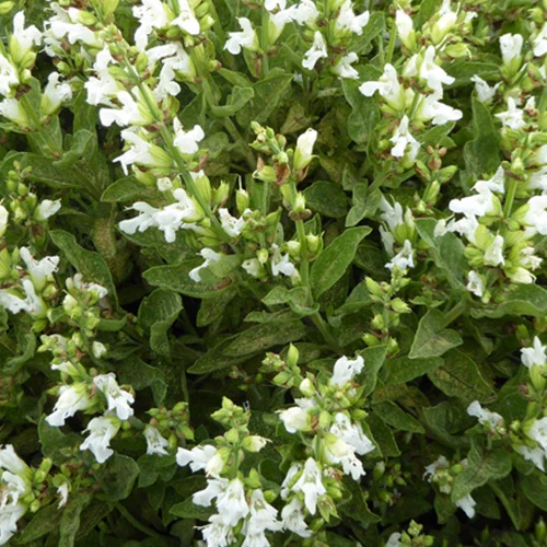 Sauge officinale à fleurs blanches