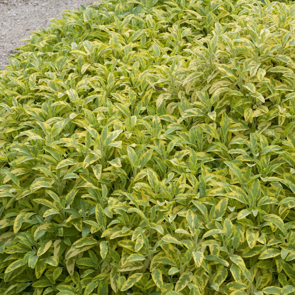 Sauge officinale Aurea - Image 2