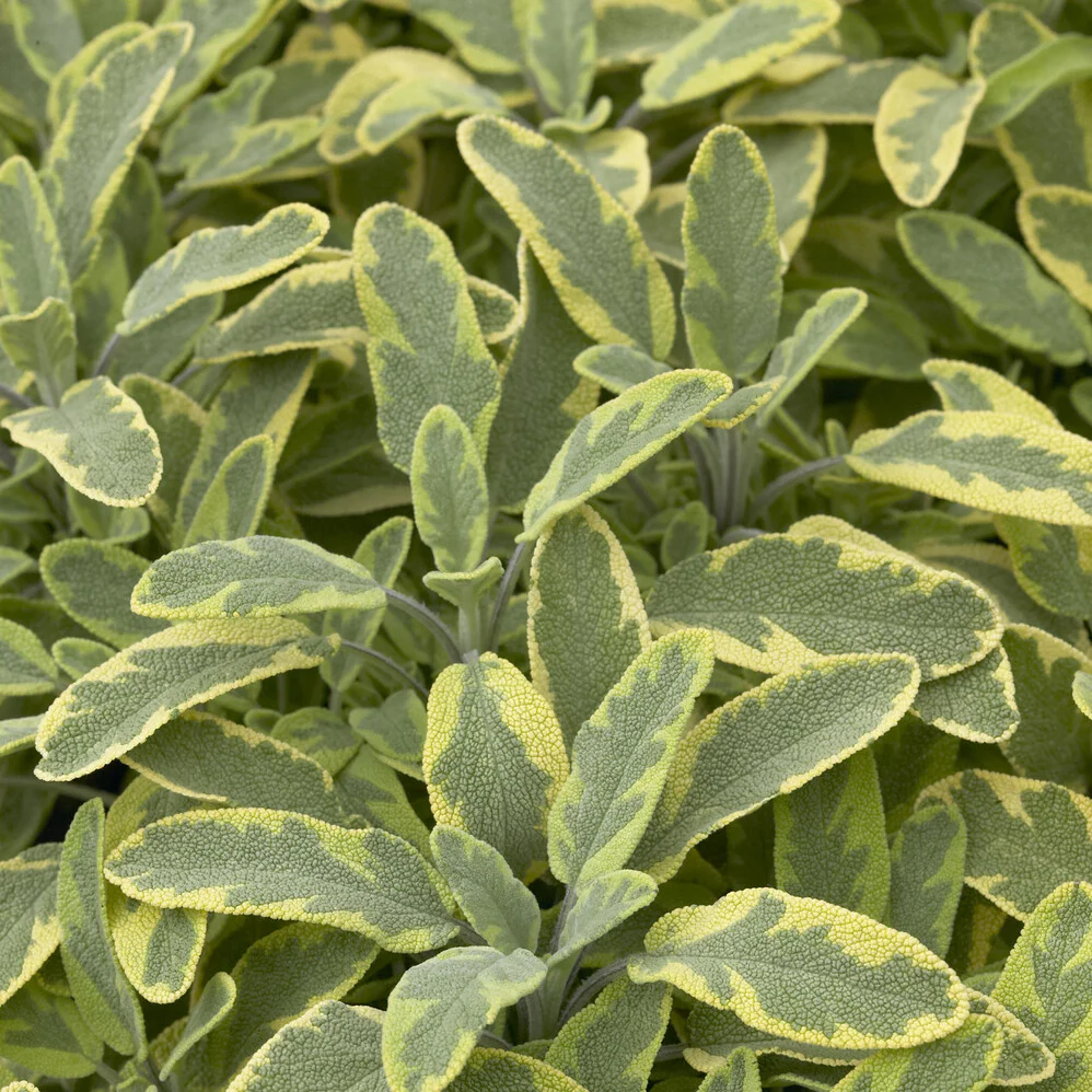 Sauge officinale Aurea - Image 3