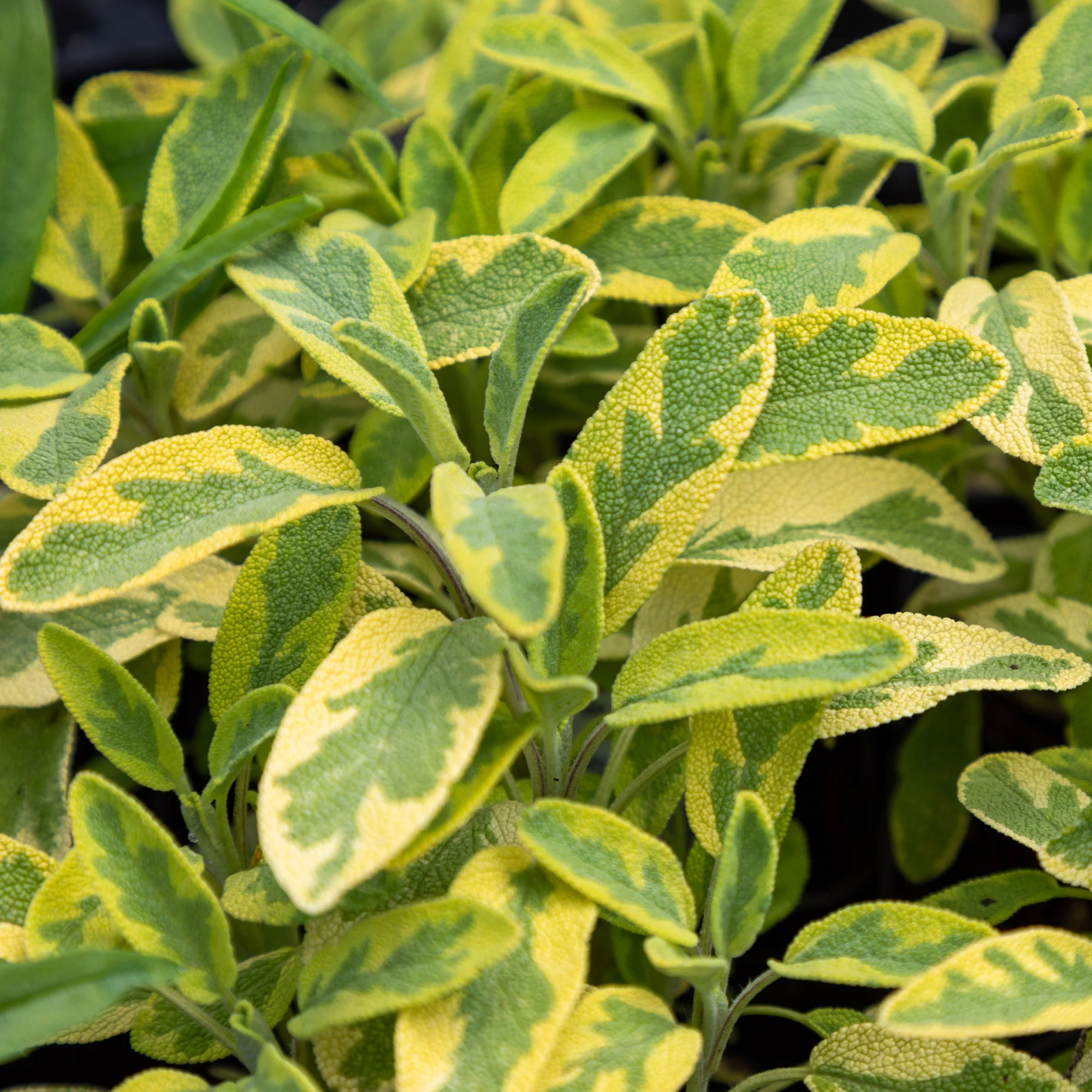 Sauge officinale Aurea - Image 4