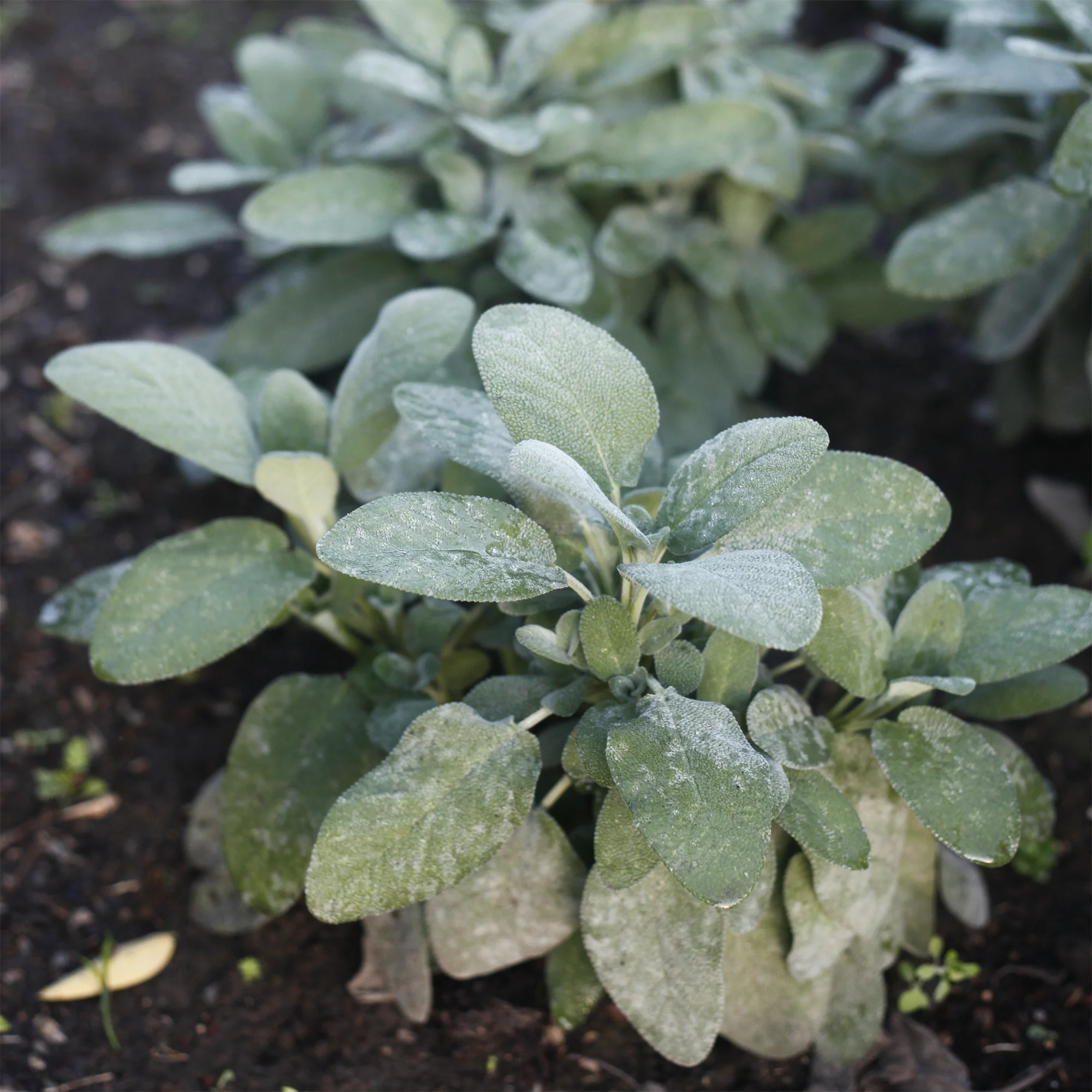 Sauge officinale Berggarten