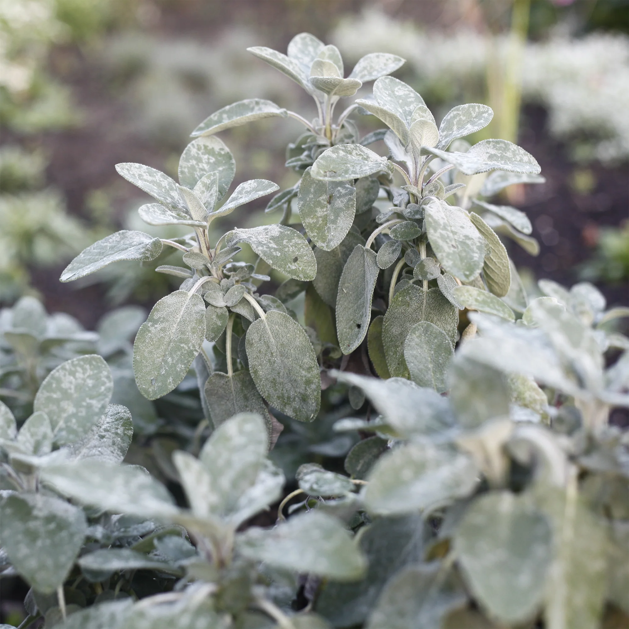 Sauge officinale Berggarten - Image 2