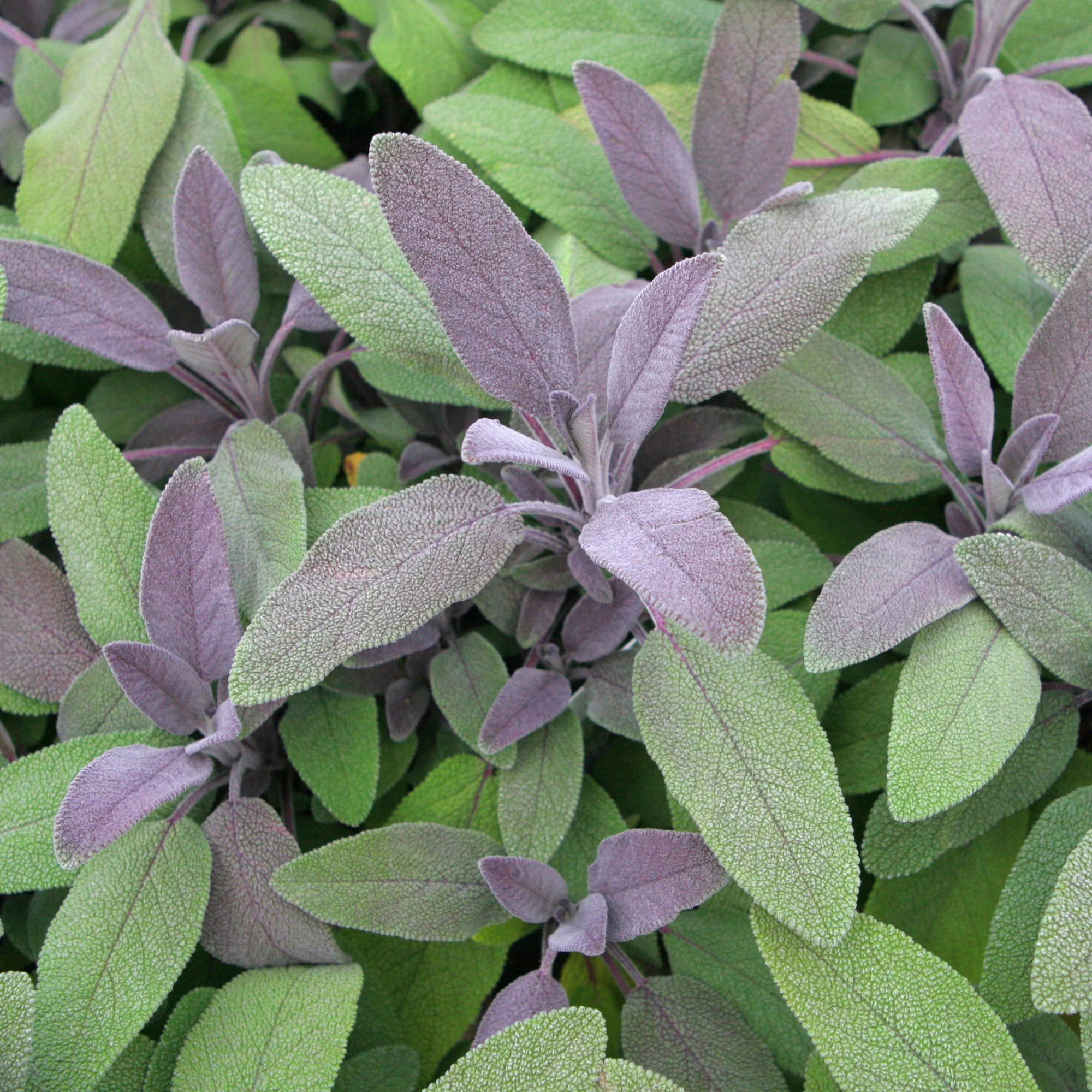 Sauge officinale Purpurascens