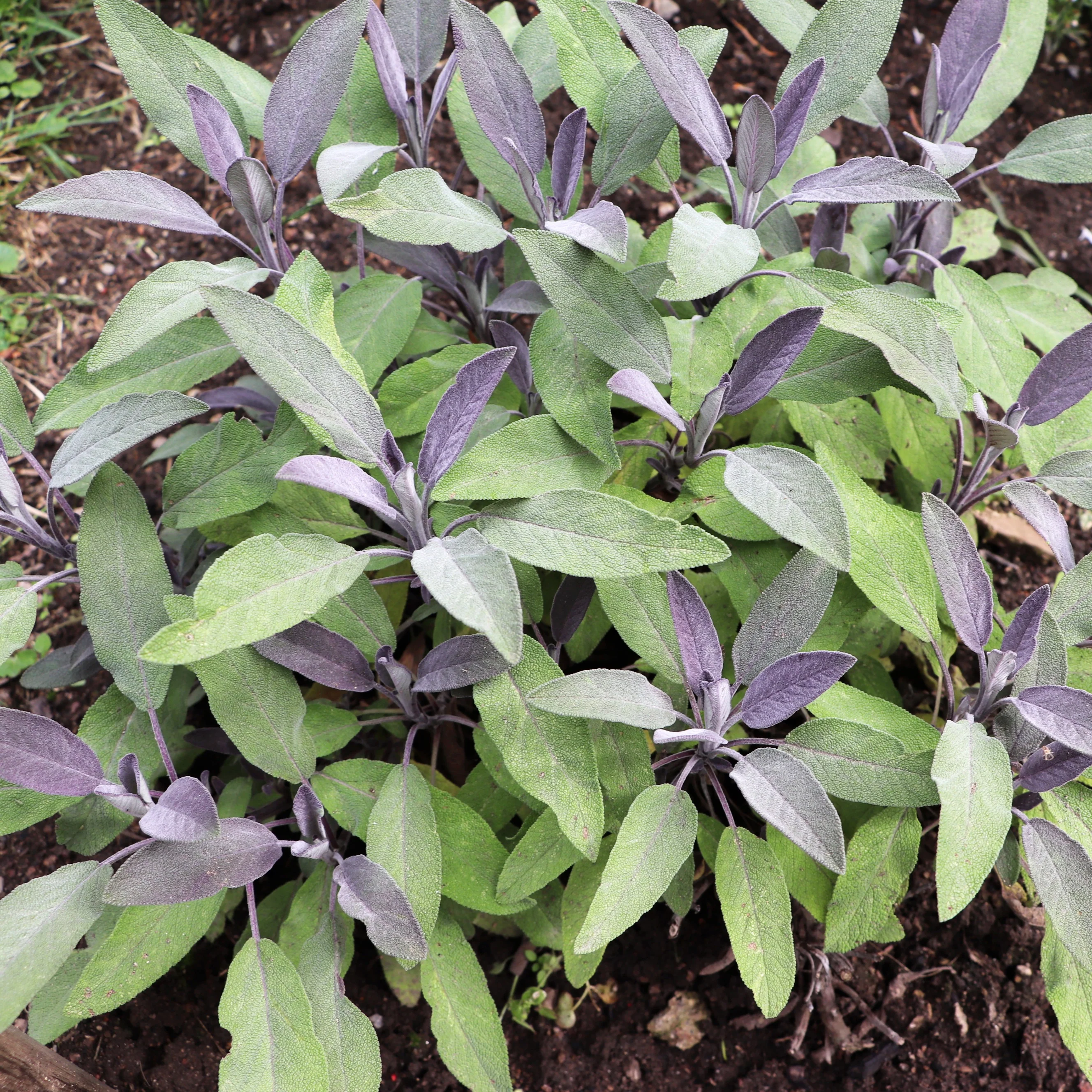 Sauge officinale Purpurascens - Image 2