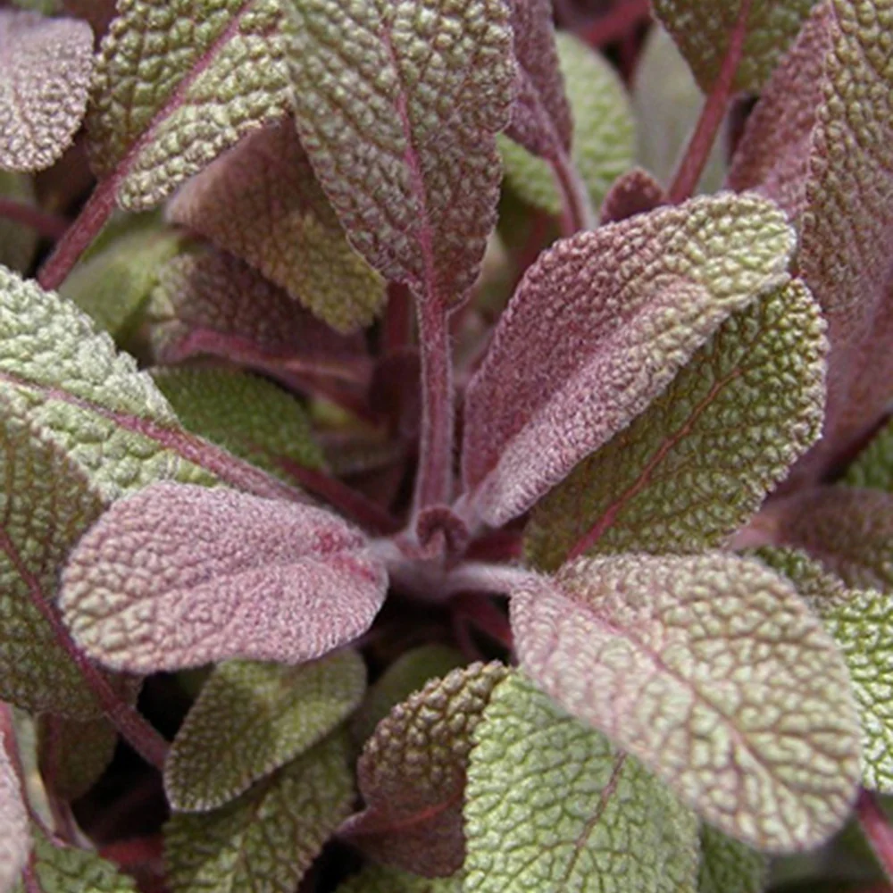 Sauge officinale Purpurascens - Image 3