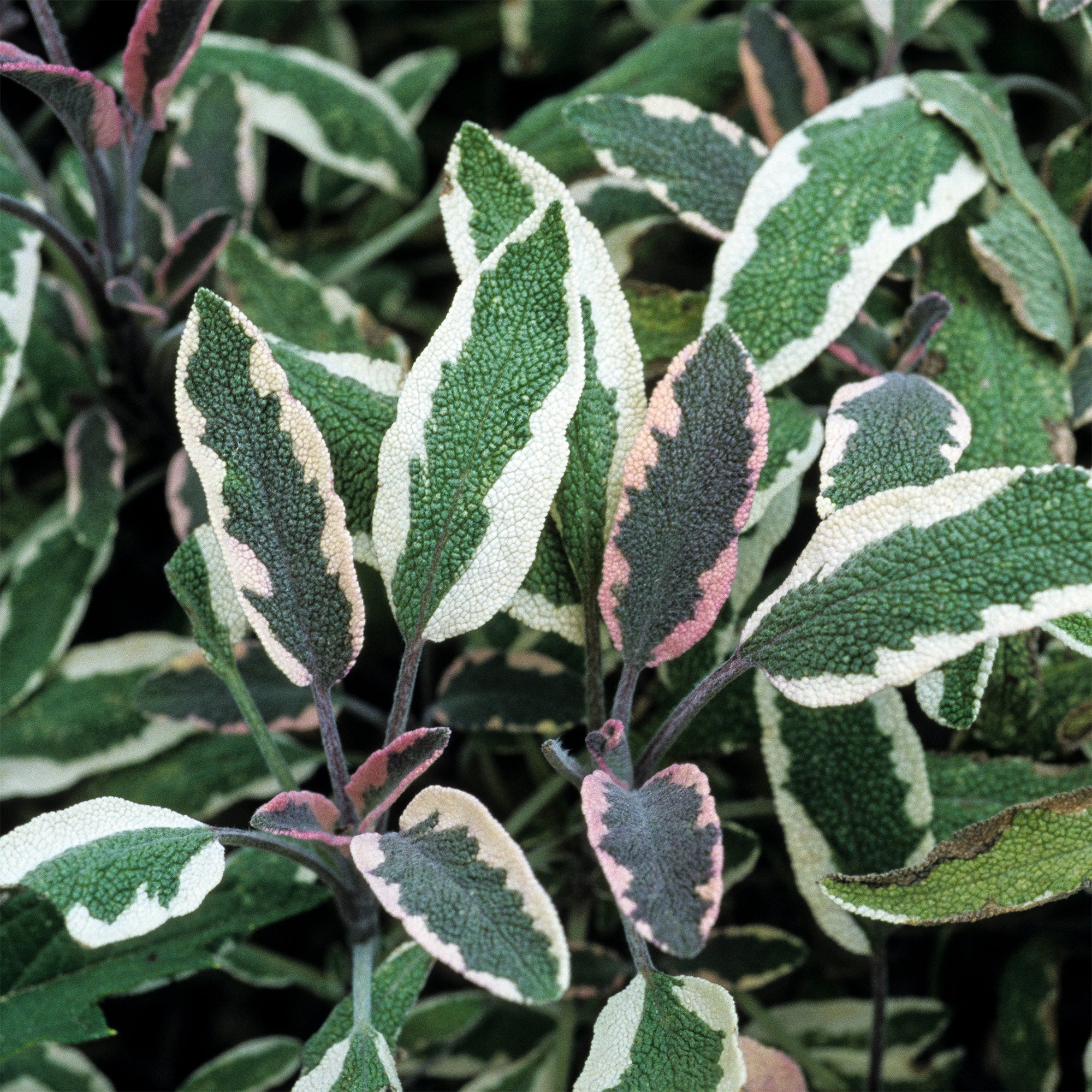 Sauge officinale Tricolor - Image 2