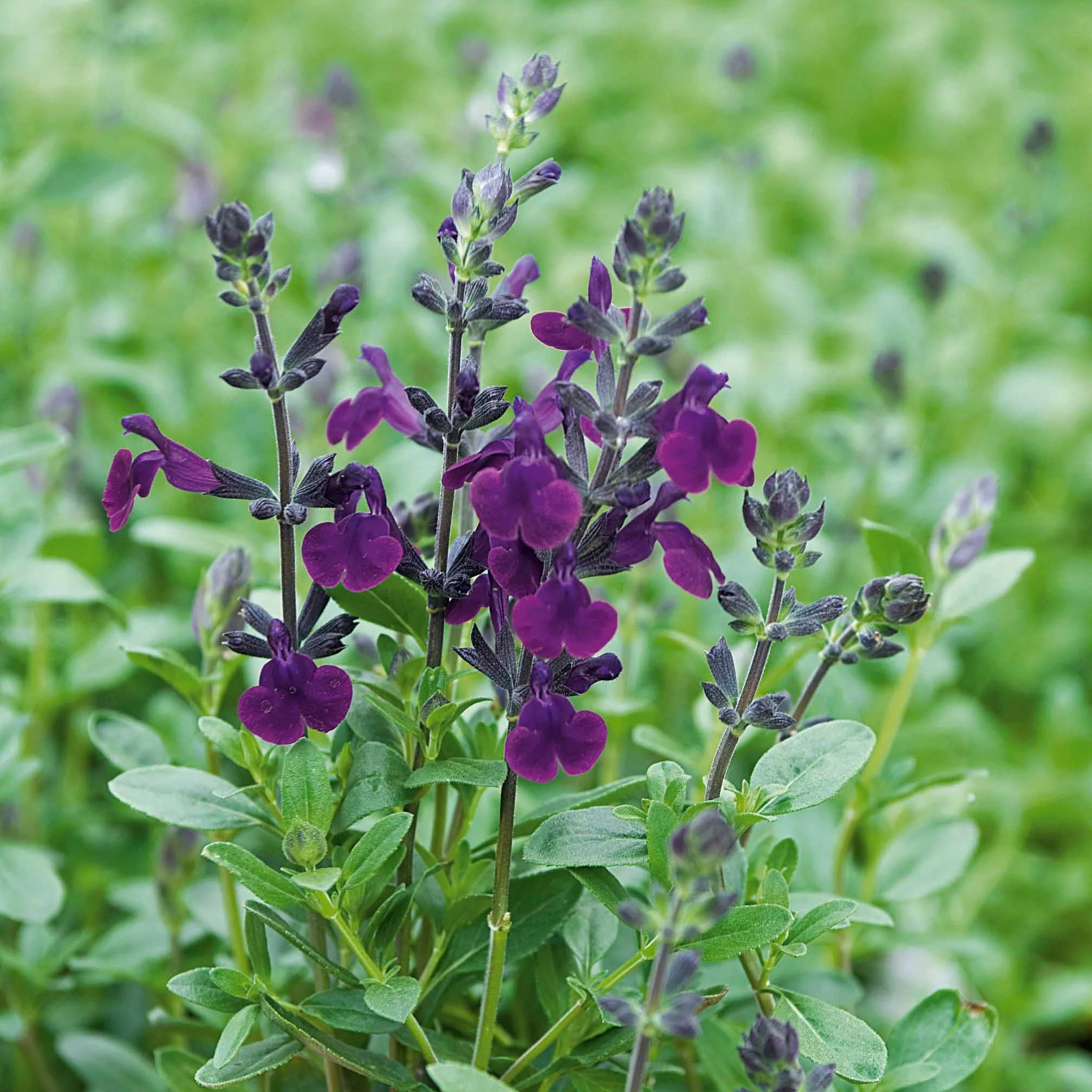 Sauge Violette de Loire ® - Image 4