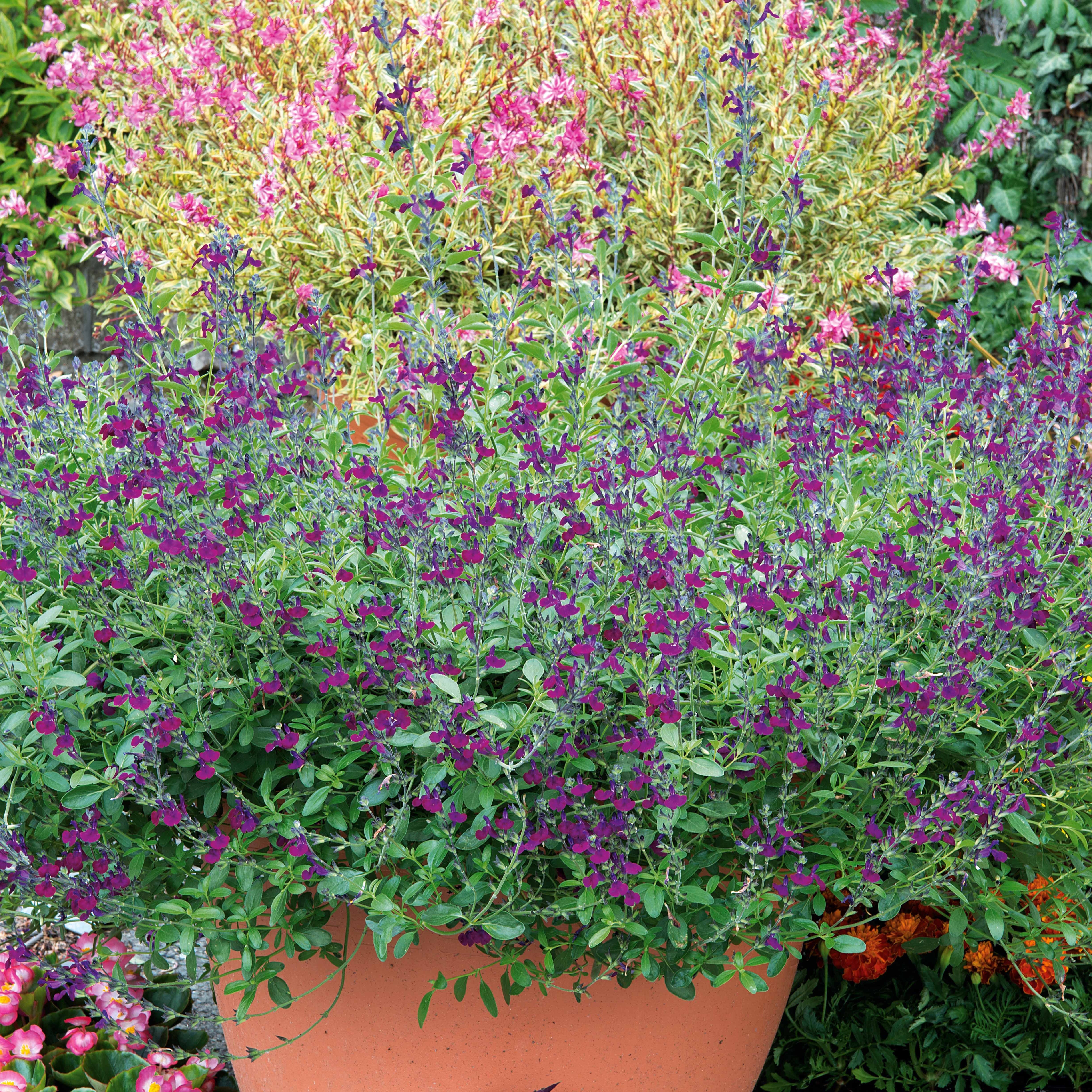 Sauge Violette de Loire ® - Image 5