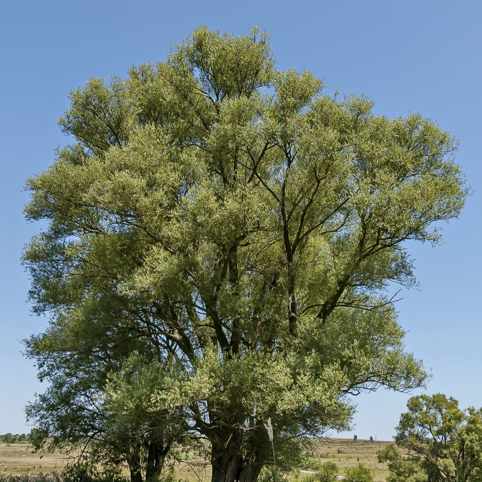 Saule blanc
