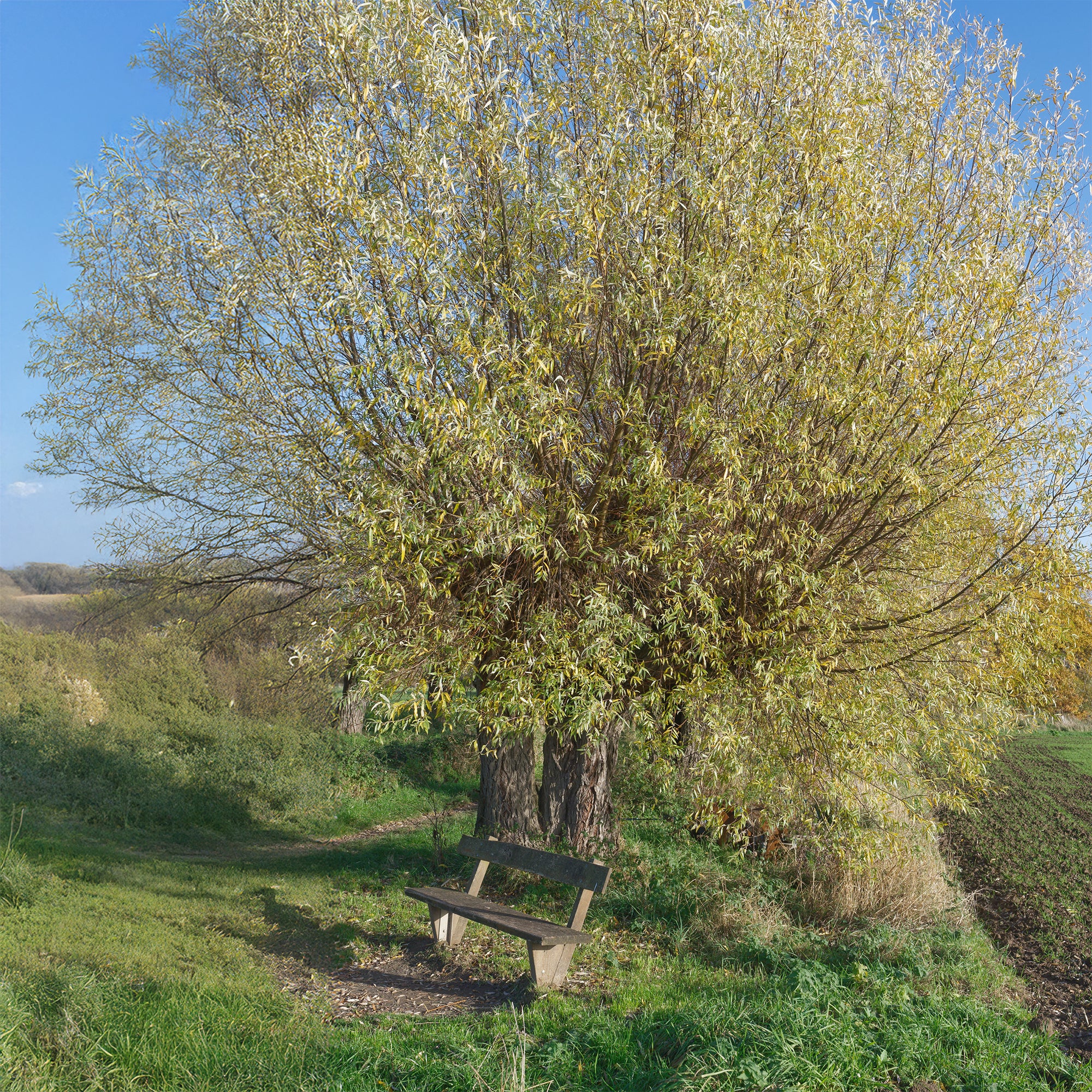 Saule blanc - Image 3