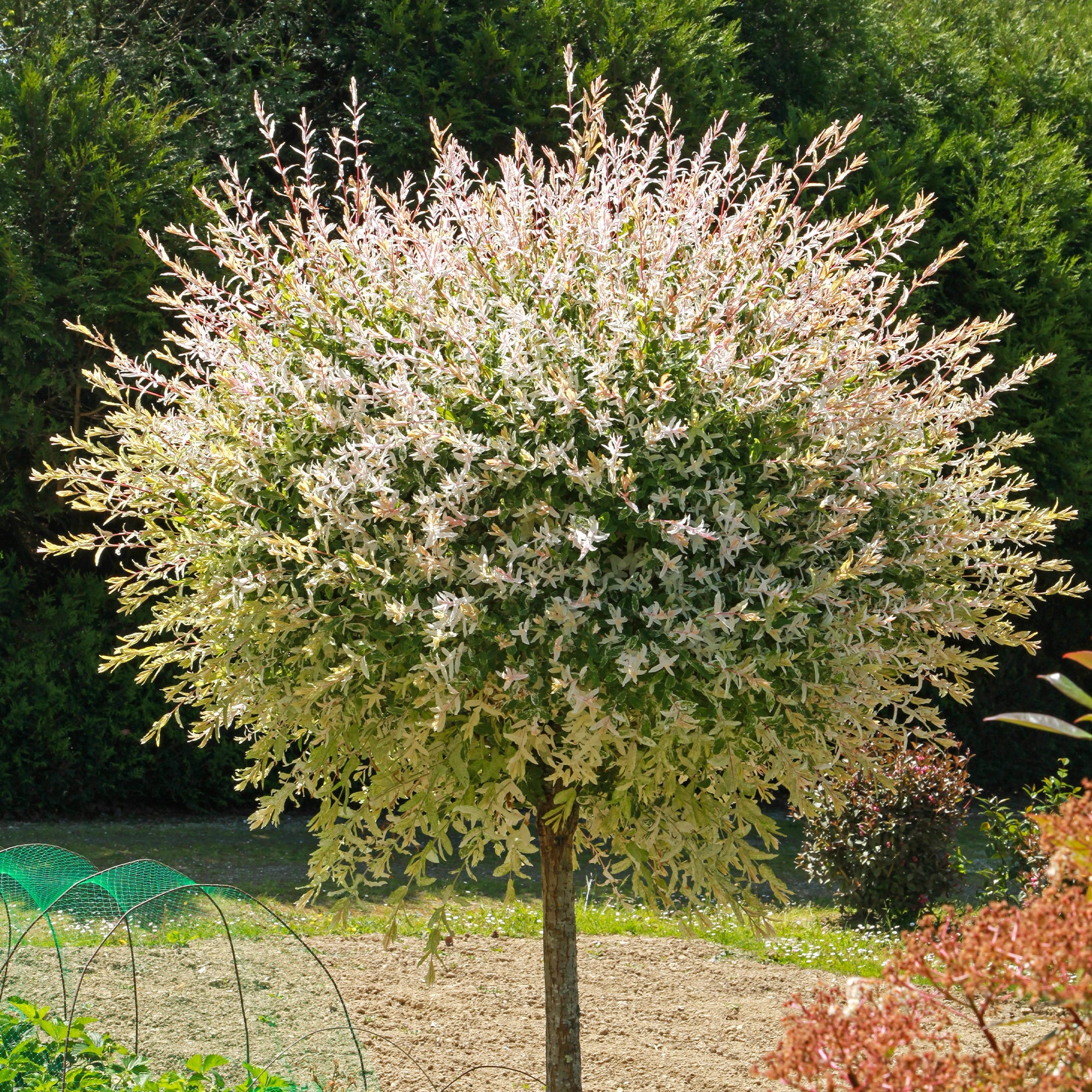 Saule Crevette sur tige - Image 4