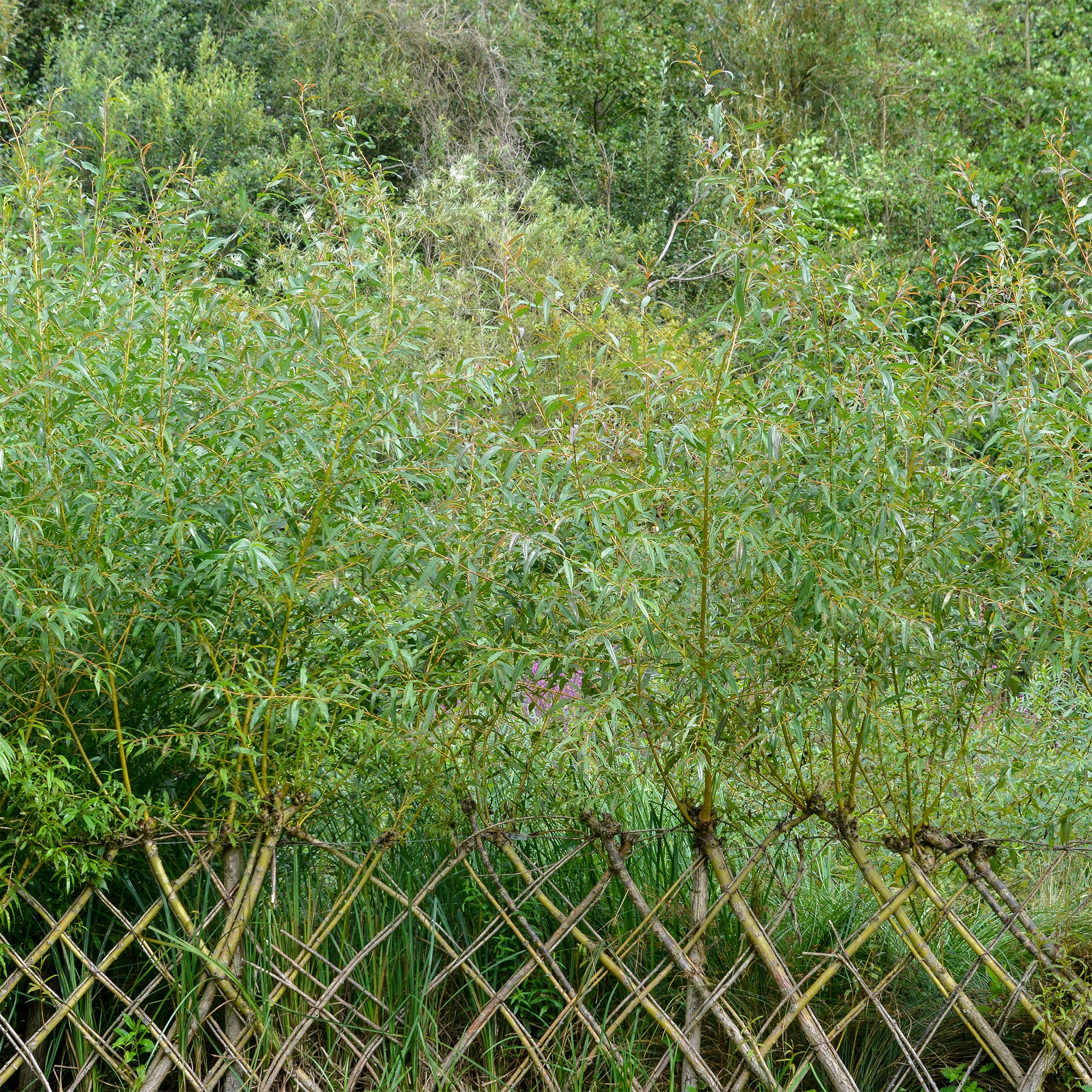 Saule - Osier brun