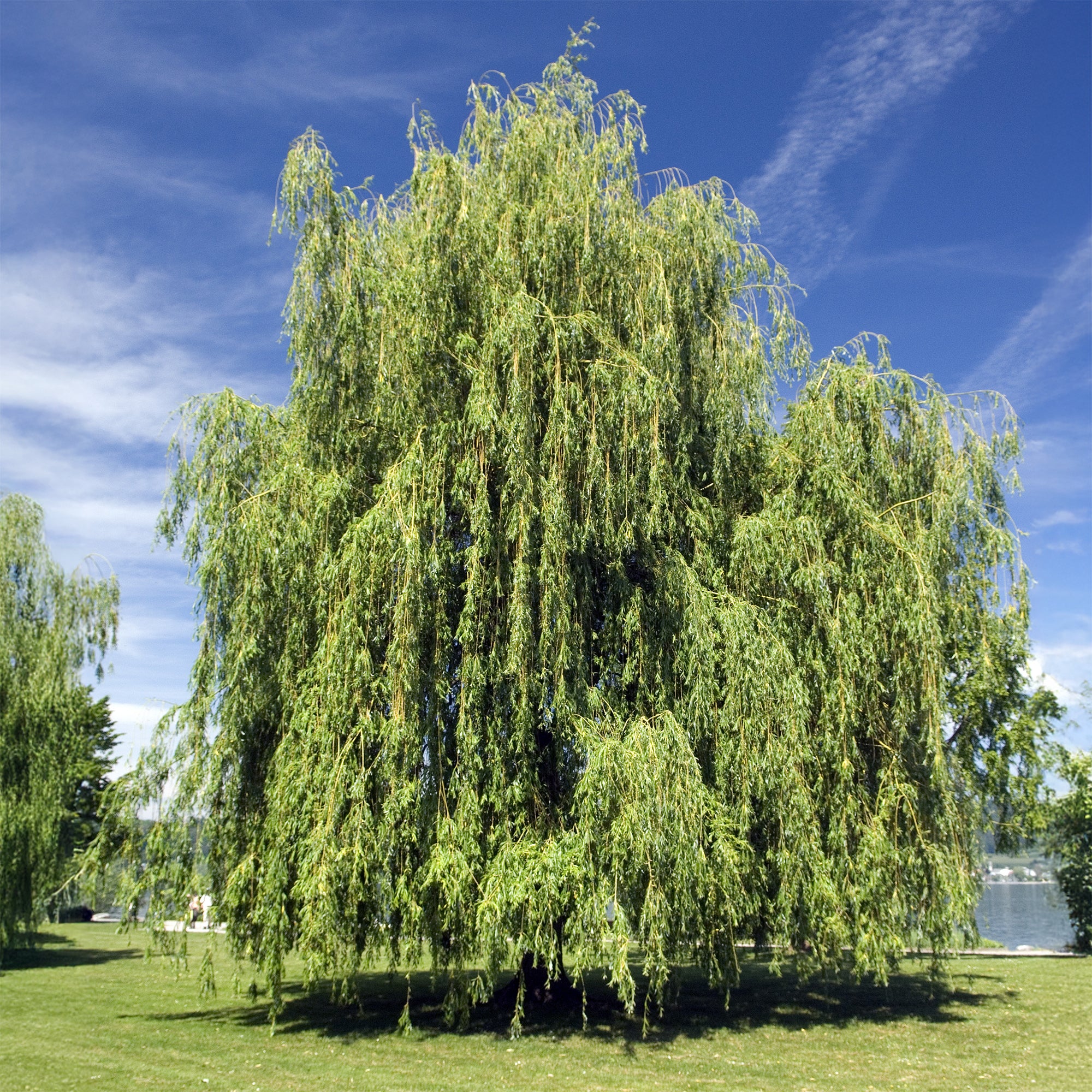Saule pleureur