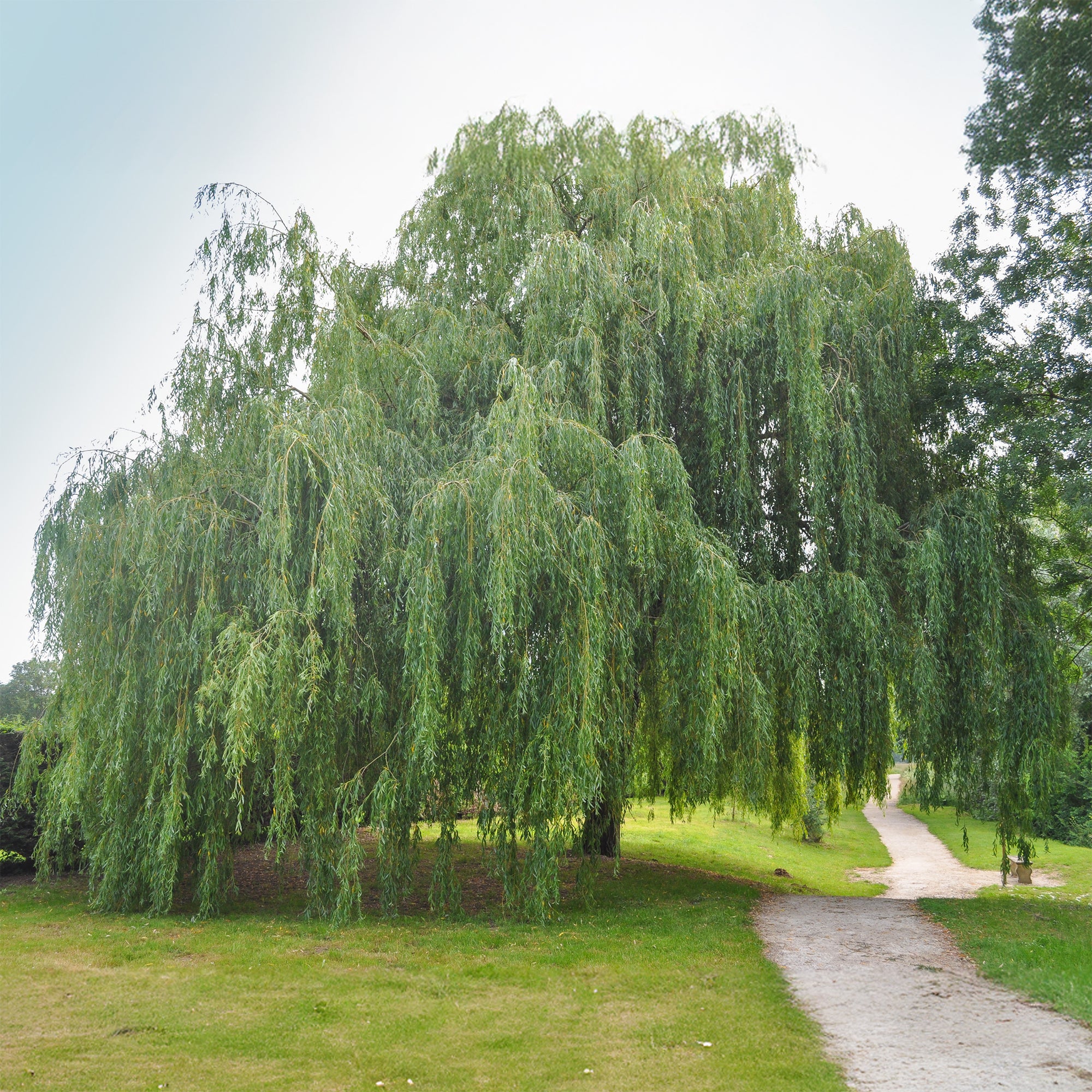 Saule pleureur - Image 2