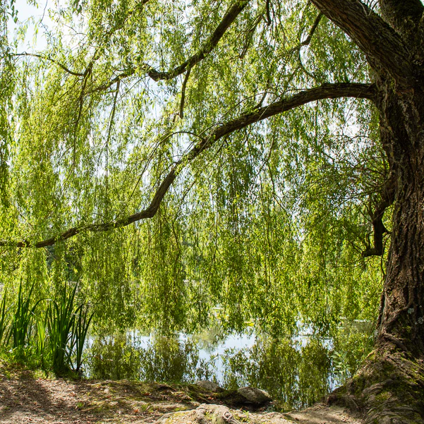 Saule pleureur - Image 3