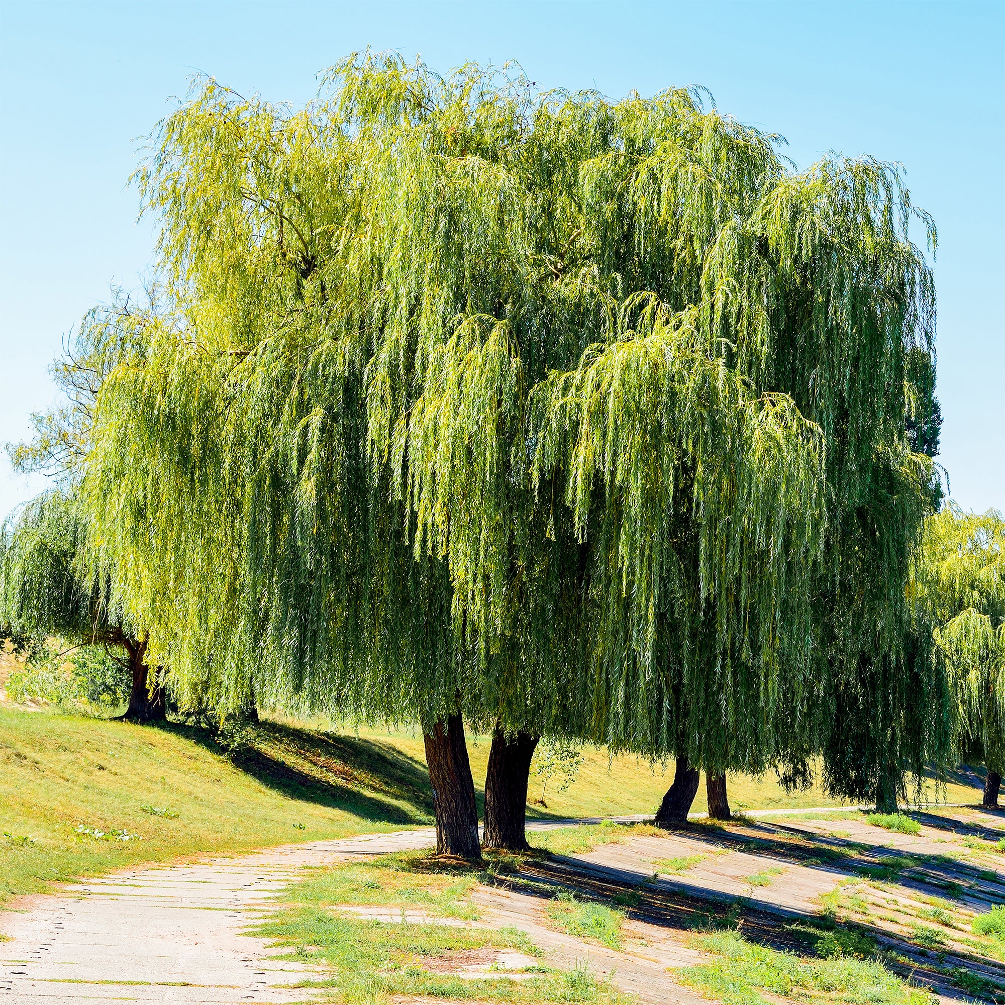 Saule pleureur - Image 4