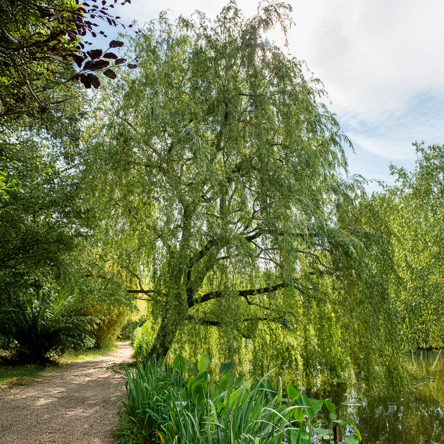 Saule pleureur - Image 5