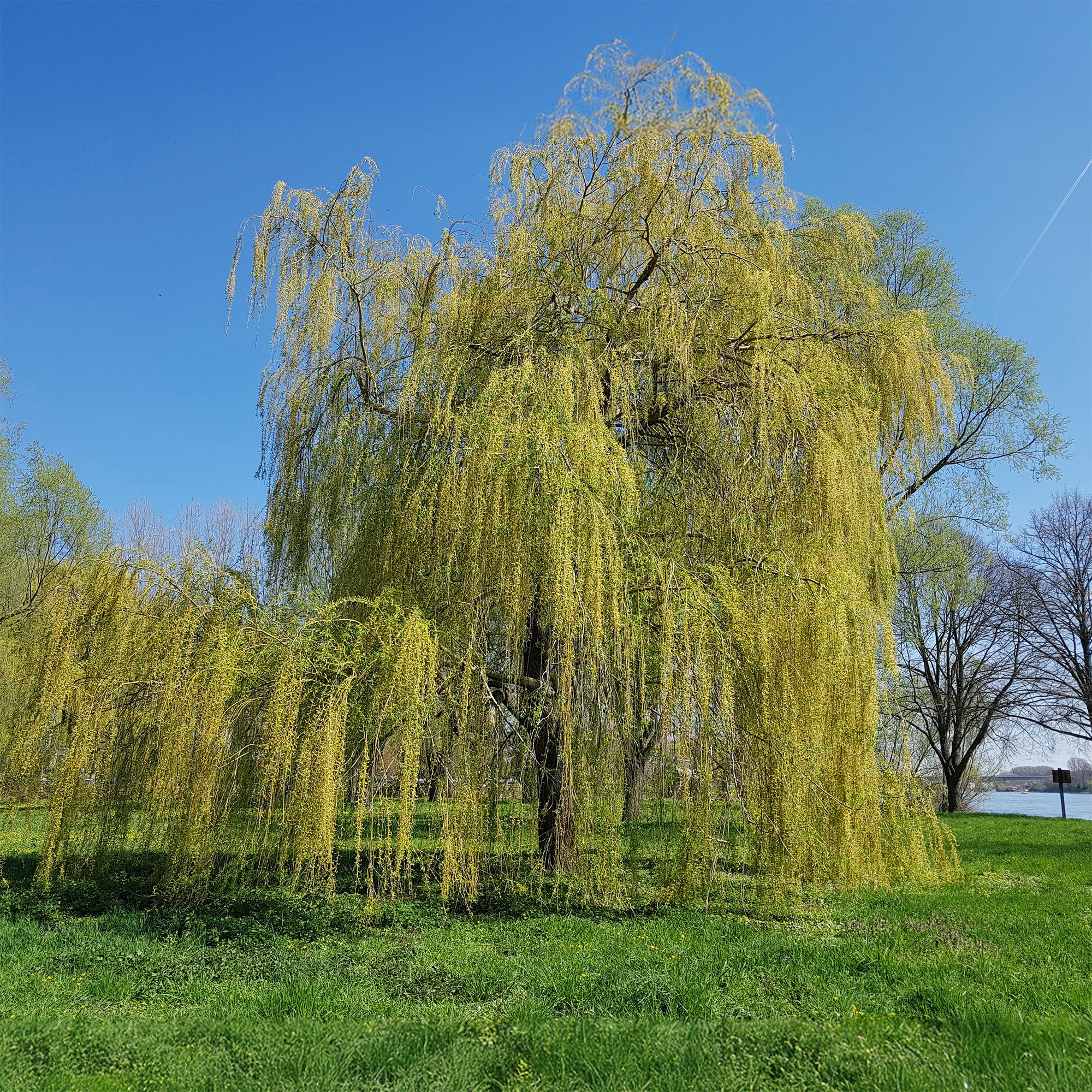 Saule pleureur - Image 6