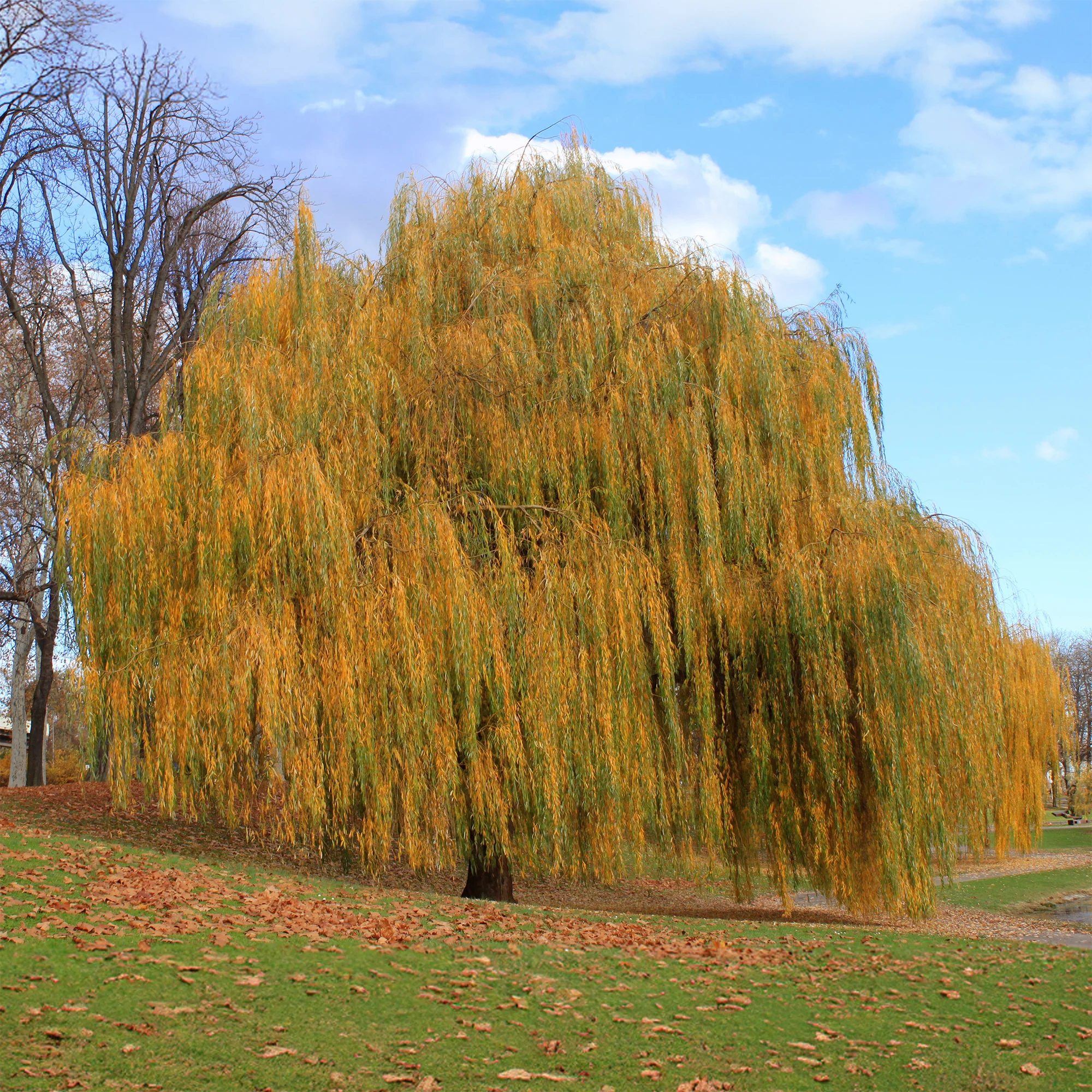 Saule pleureur - Image 7