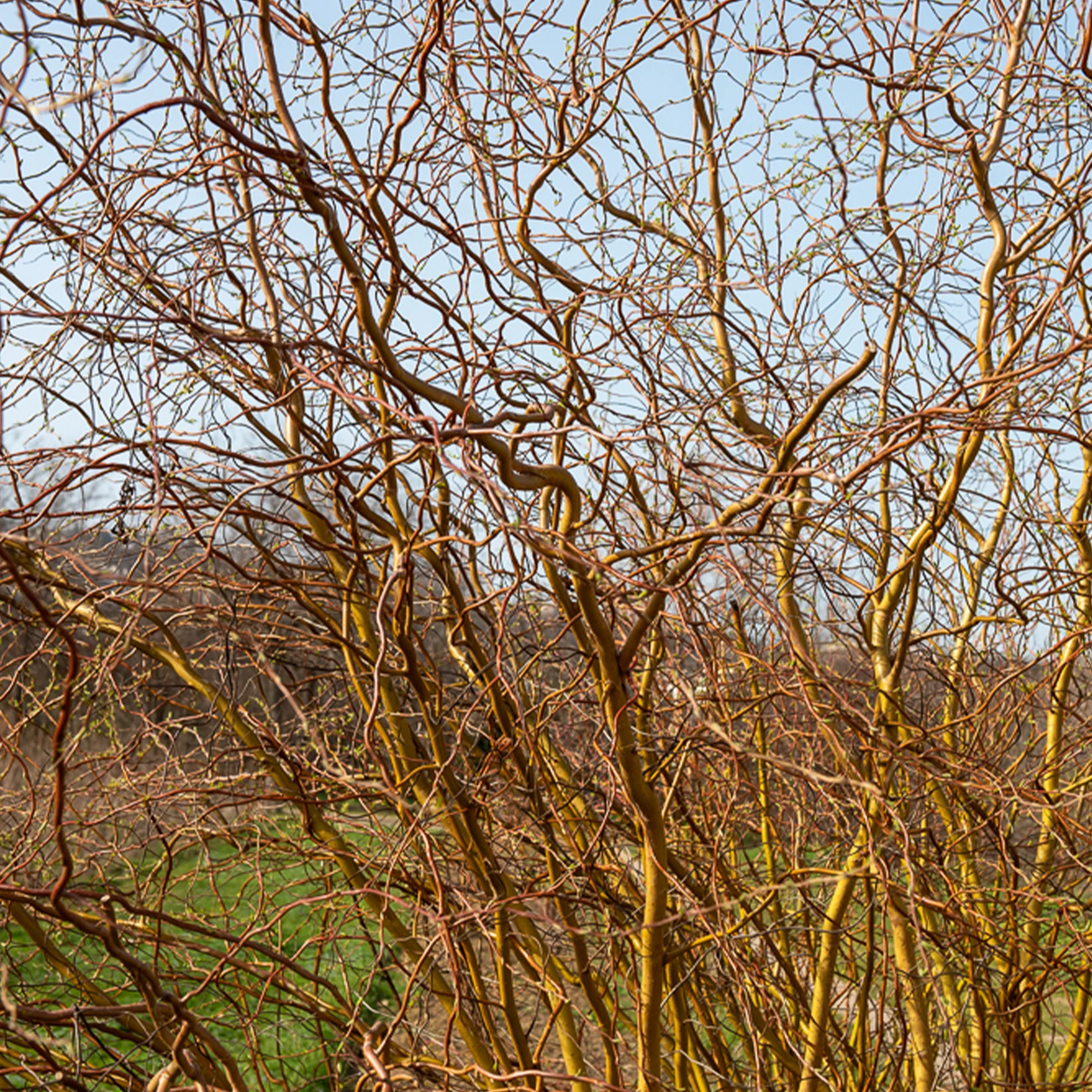 Saule tortueux - Image 2