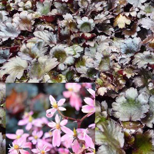Saxifrage à feuilles noires Black Ruby