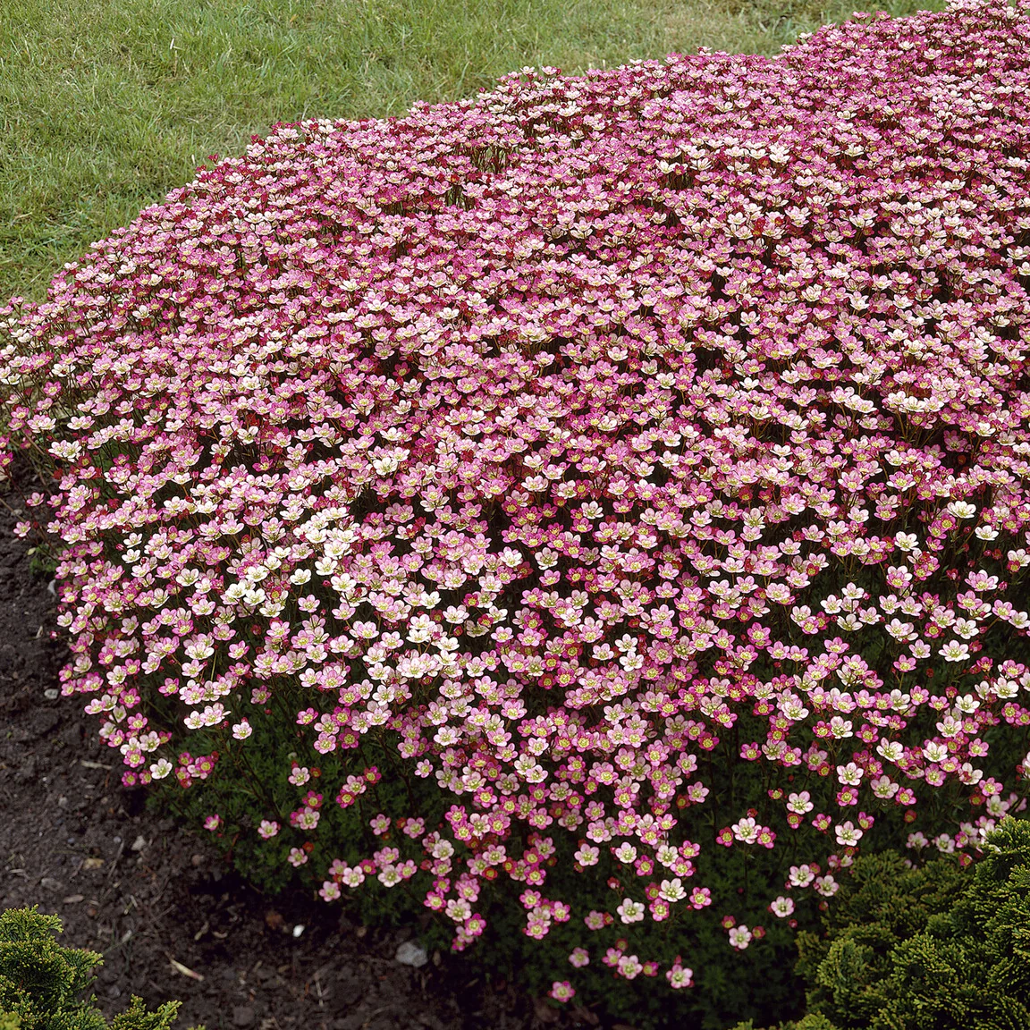 Saxifrage mousse Peter Pan