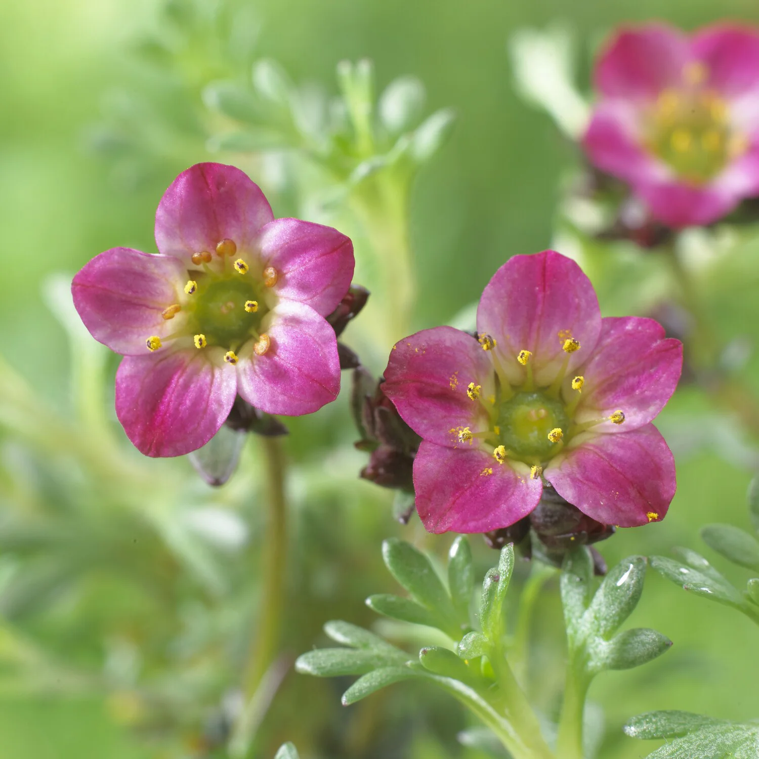 Saxifrage mousse Peter Pan - Image 2