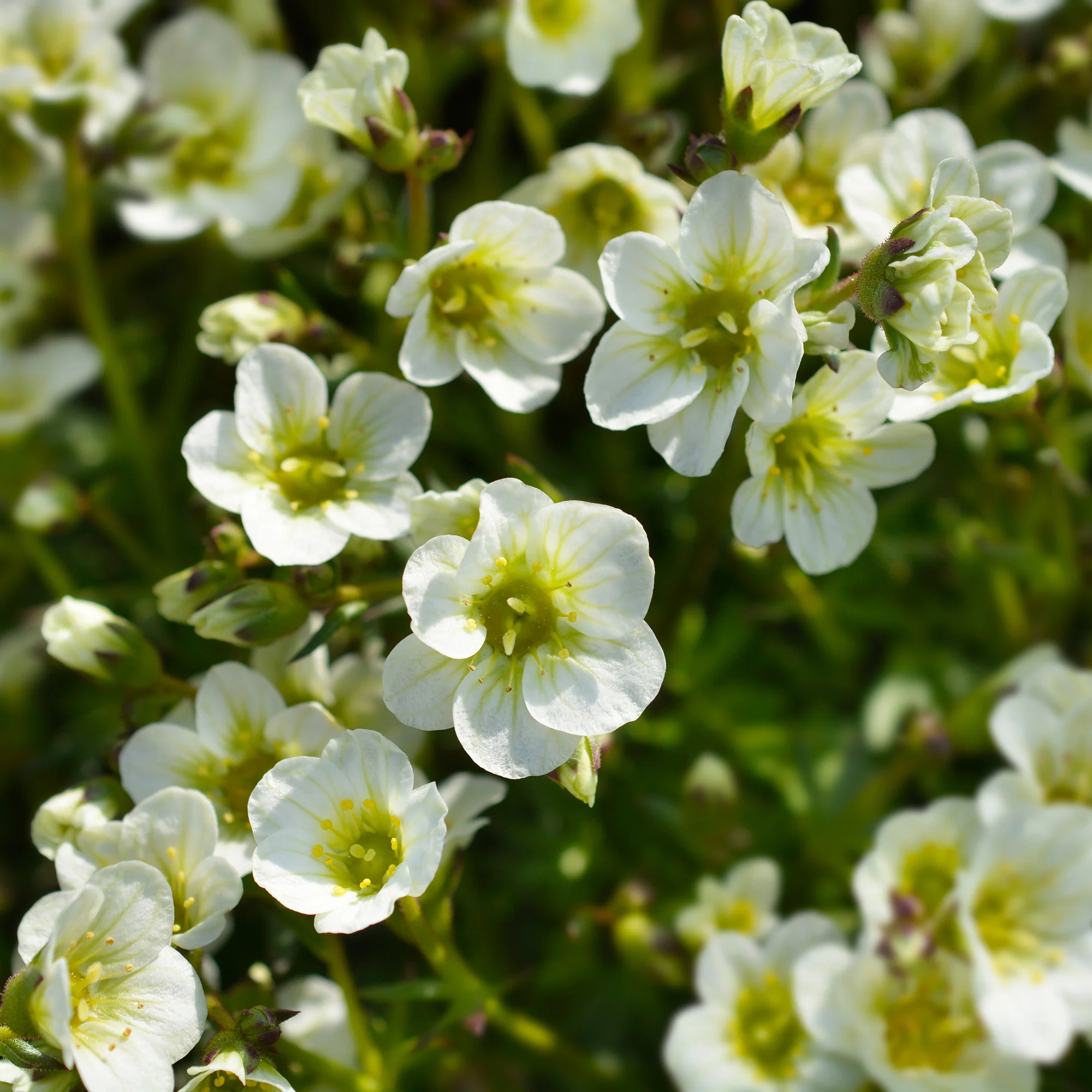 Saxifrage mousse Pixie White - Image 3
