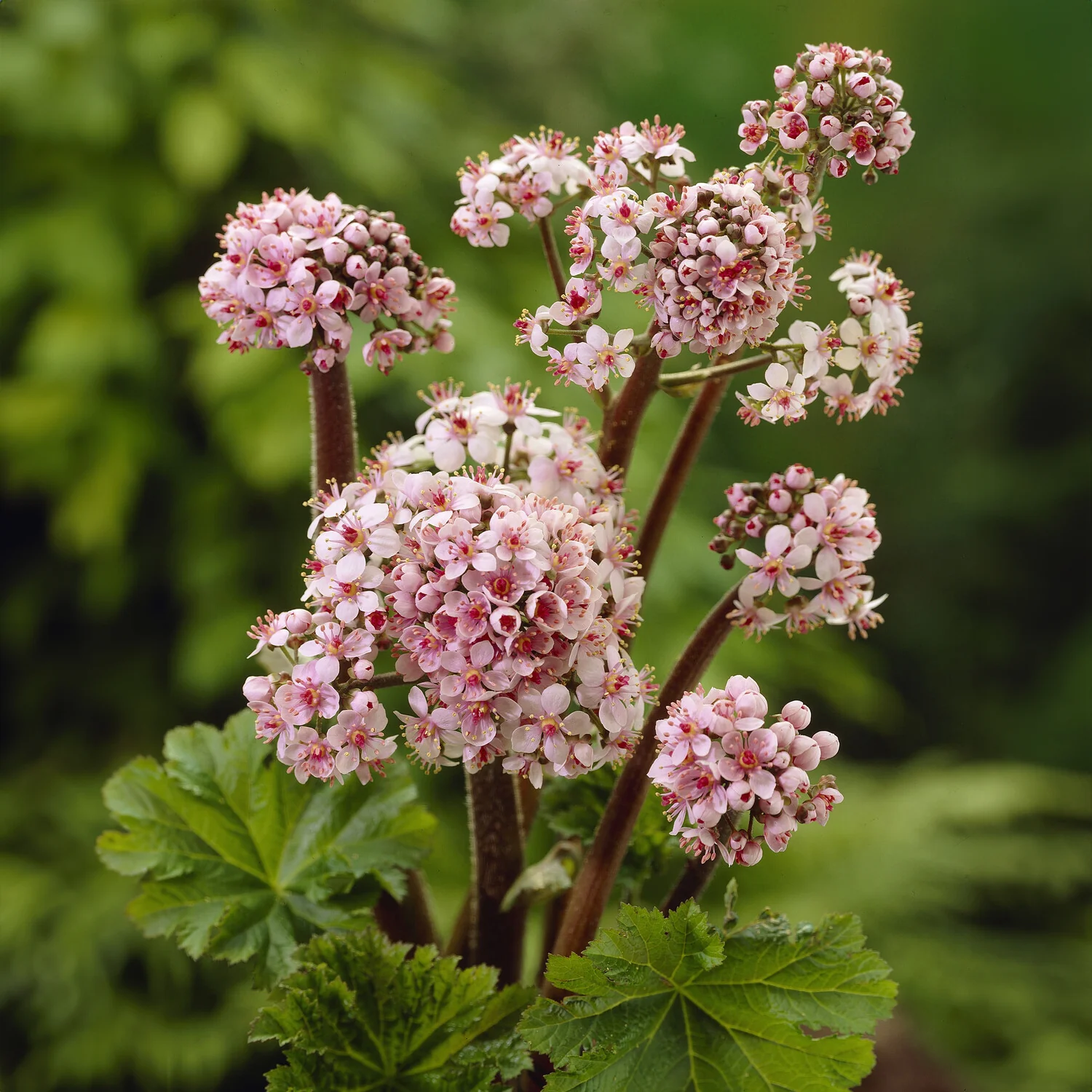 Saxifrage pelté - Image 2