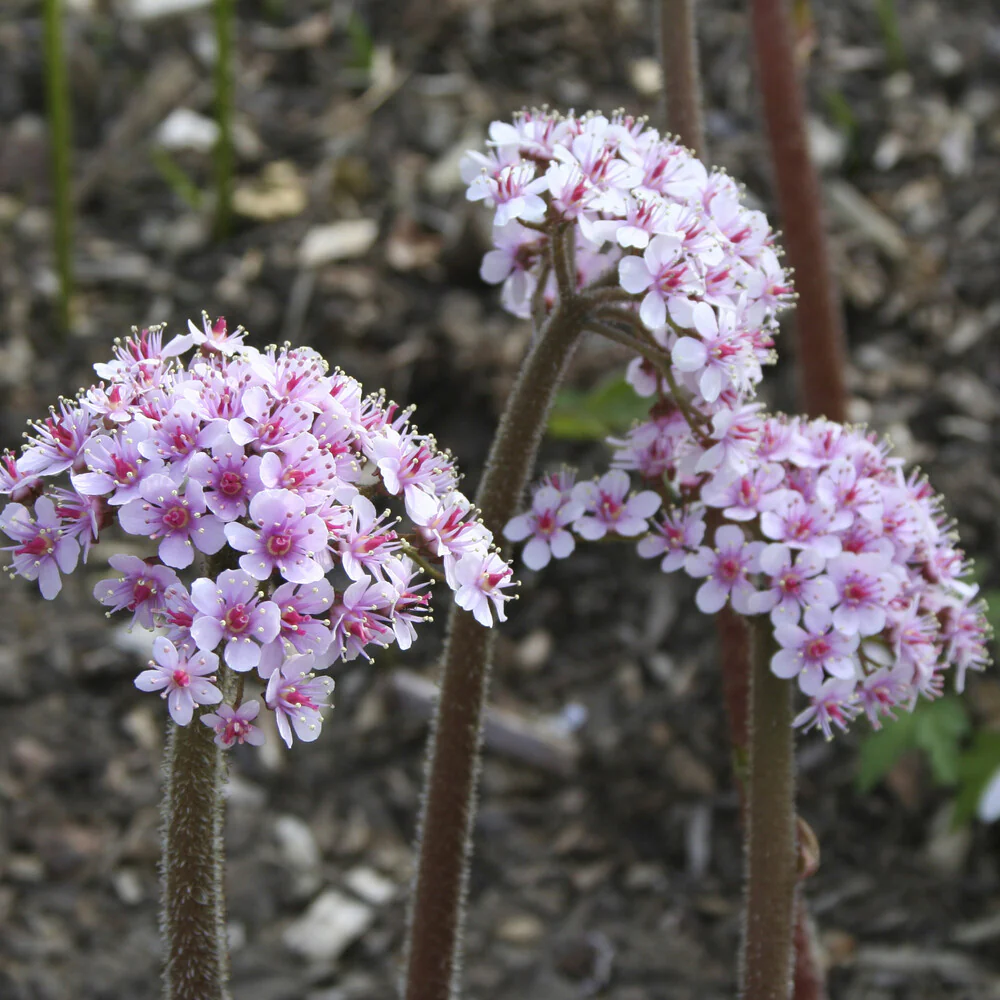 Saxifrage pelté - Image 3